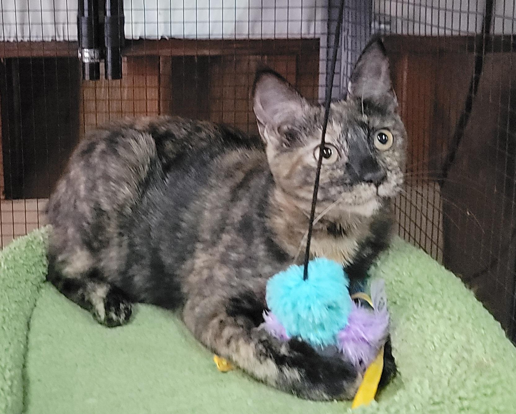 Carmen, a Adoptable Tortoiseshell in Boulder Creek, CA image 3/4