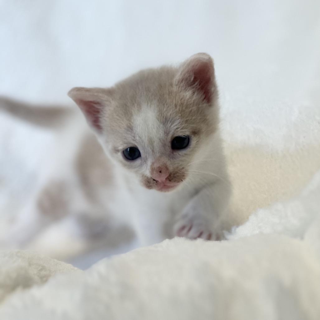 Enlarge Darth Purr, a Adoptable Domestic Short Hair in Clarksville, AR image 1/3