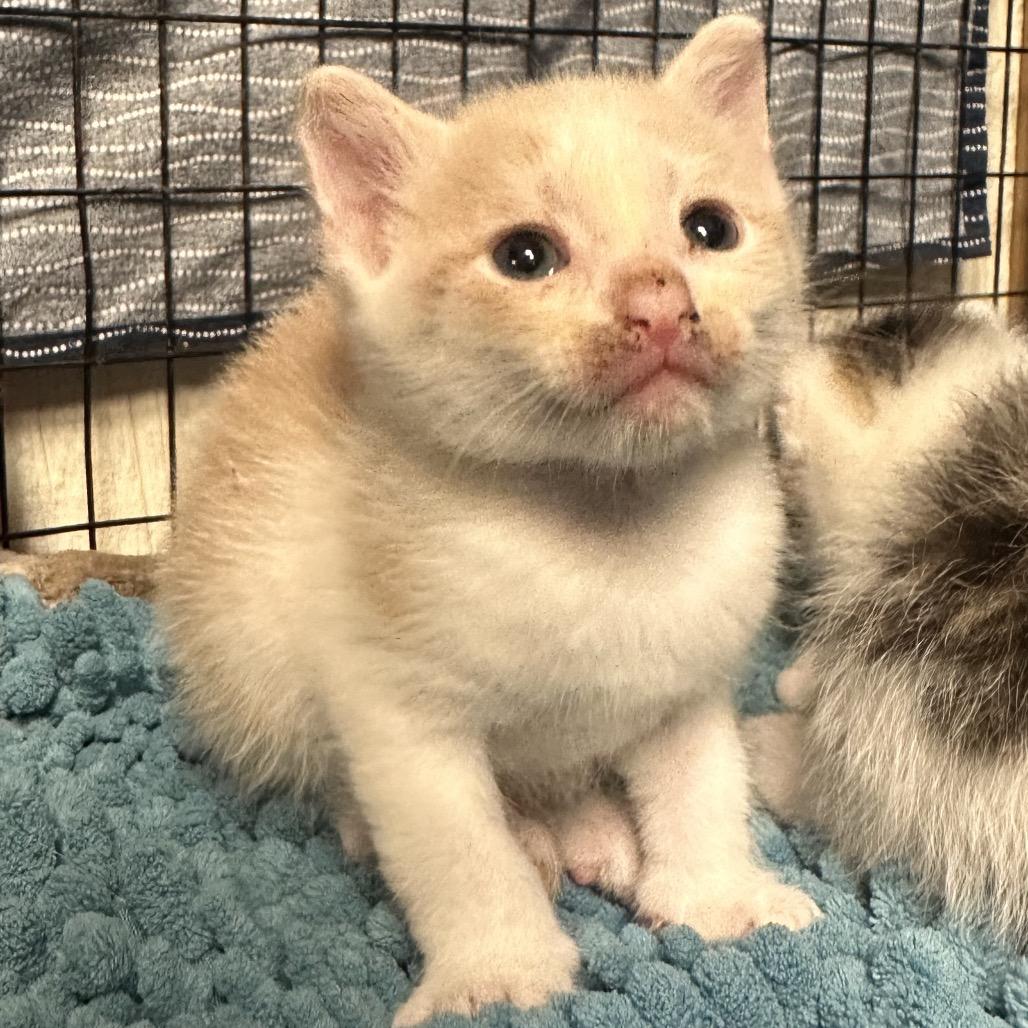 Enlarge Darth Purr, a Adoptable Domestic Short Hair in Clarksville, AR image 2/3