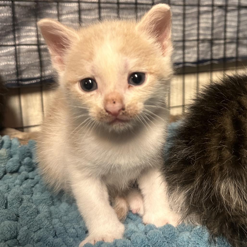 Enlarge Darth Purr, a Adoptable Domestic Short Hair in Clarksville, AR image 3/3