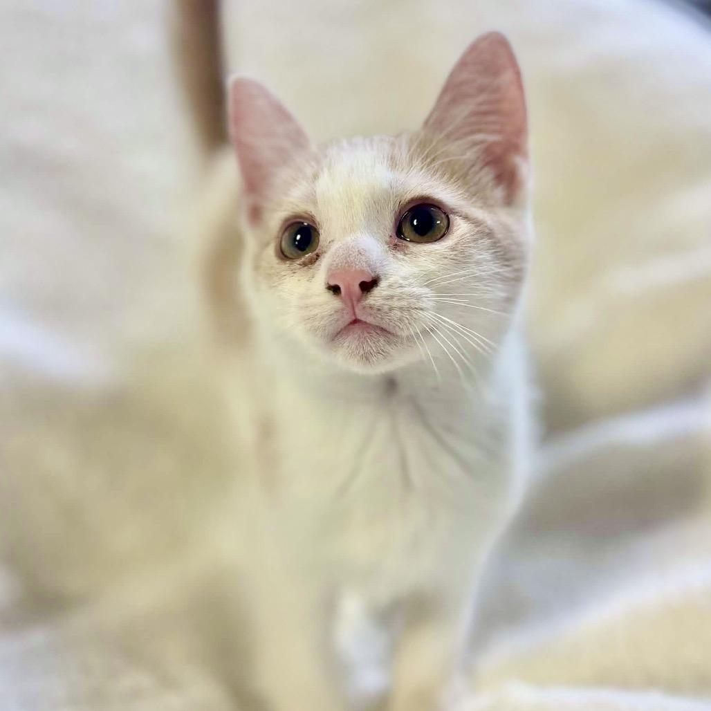 Enlarge Darth Purr, a Adoptable Domestic Short Hair in Clarksville, AR image 6/6