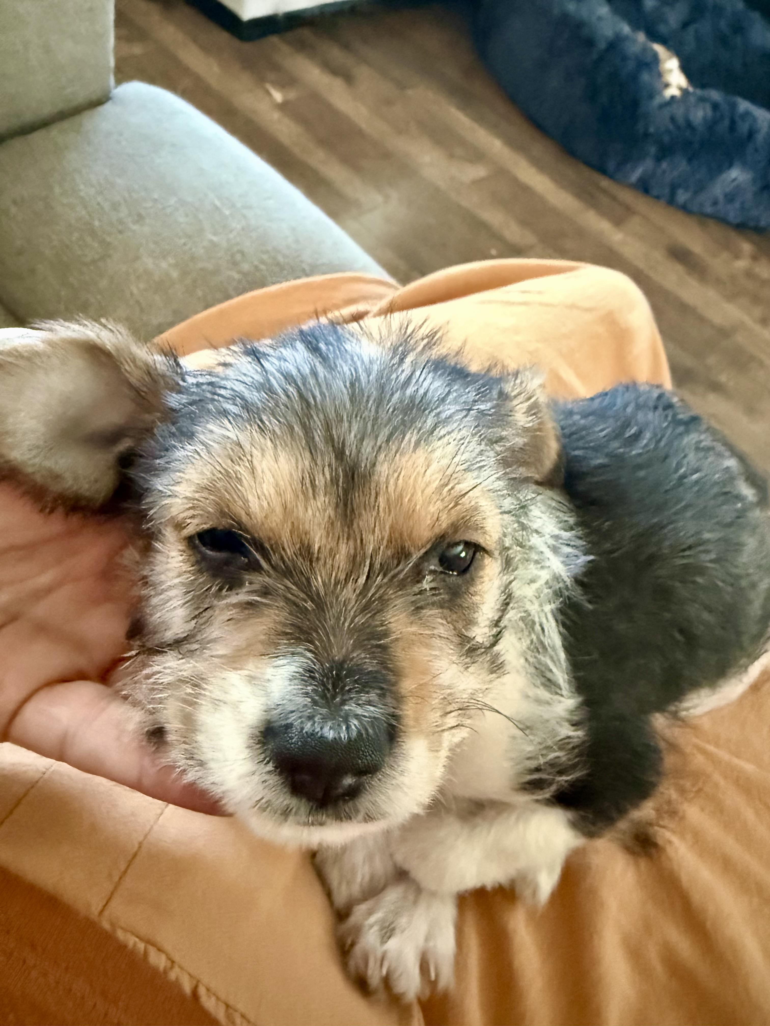 Rubble, a Adoptable mixed breed in Sunset Beach , CA image 2/6