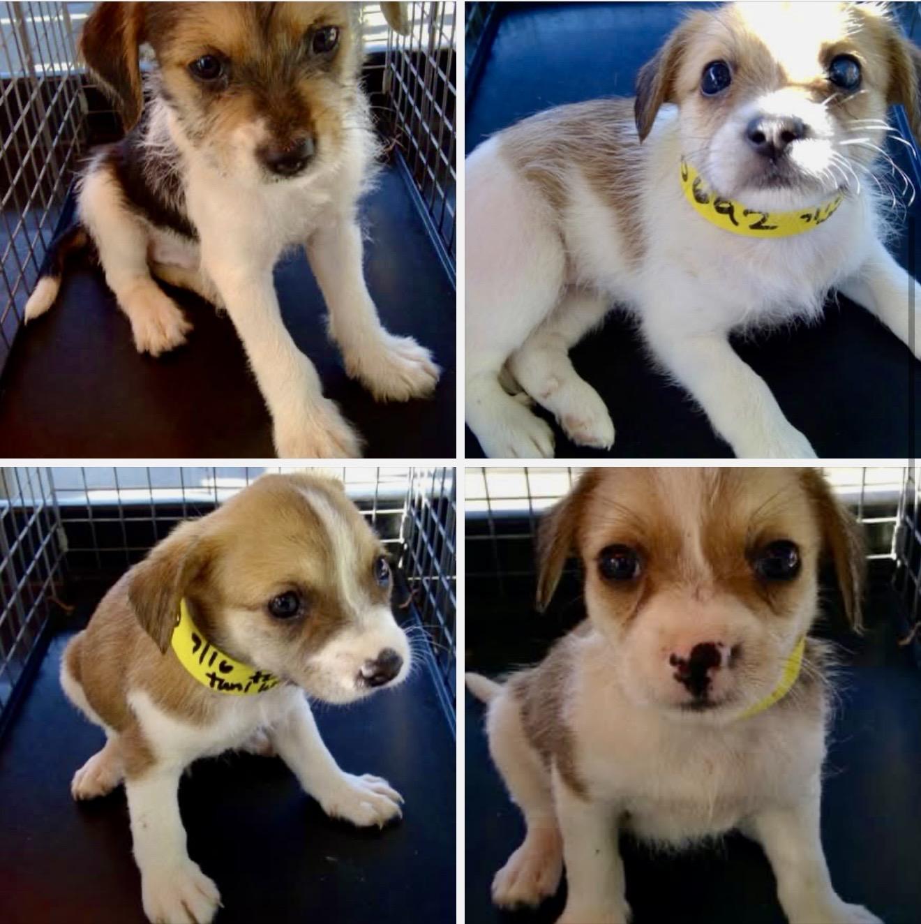 Rubble, a Adoptable mixed breed in Sunset Beach , CA image 5/6