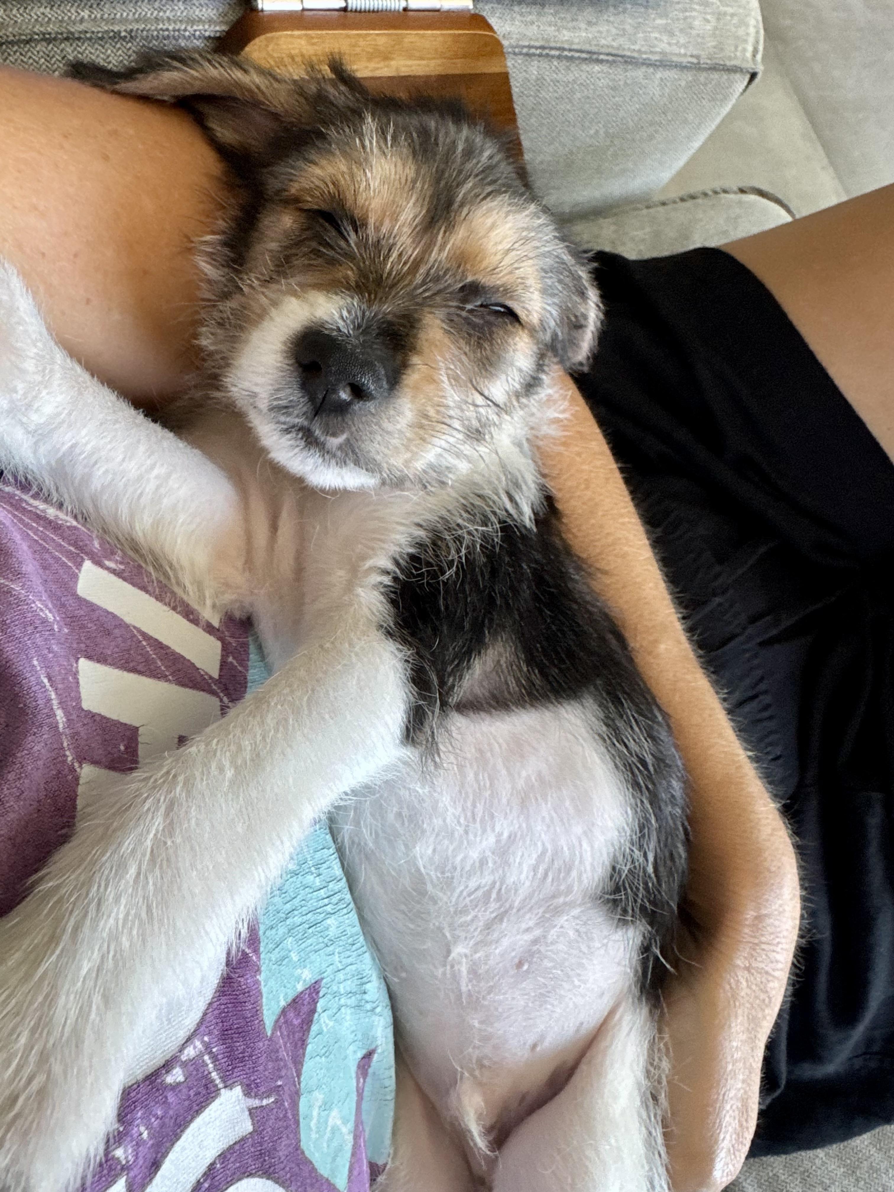 Rubble, a Adoptable mixed breed in Sunset Beach , CA image 1/6