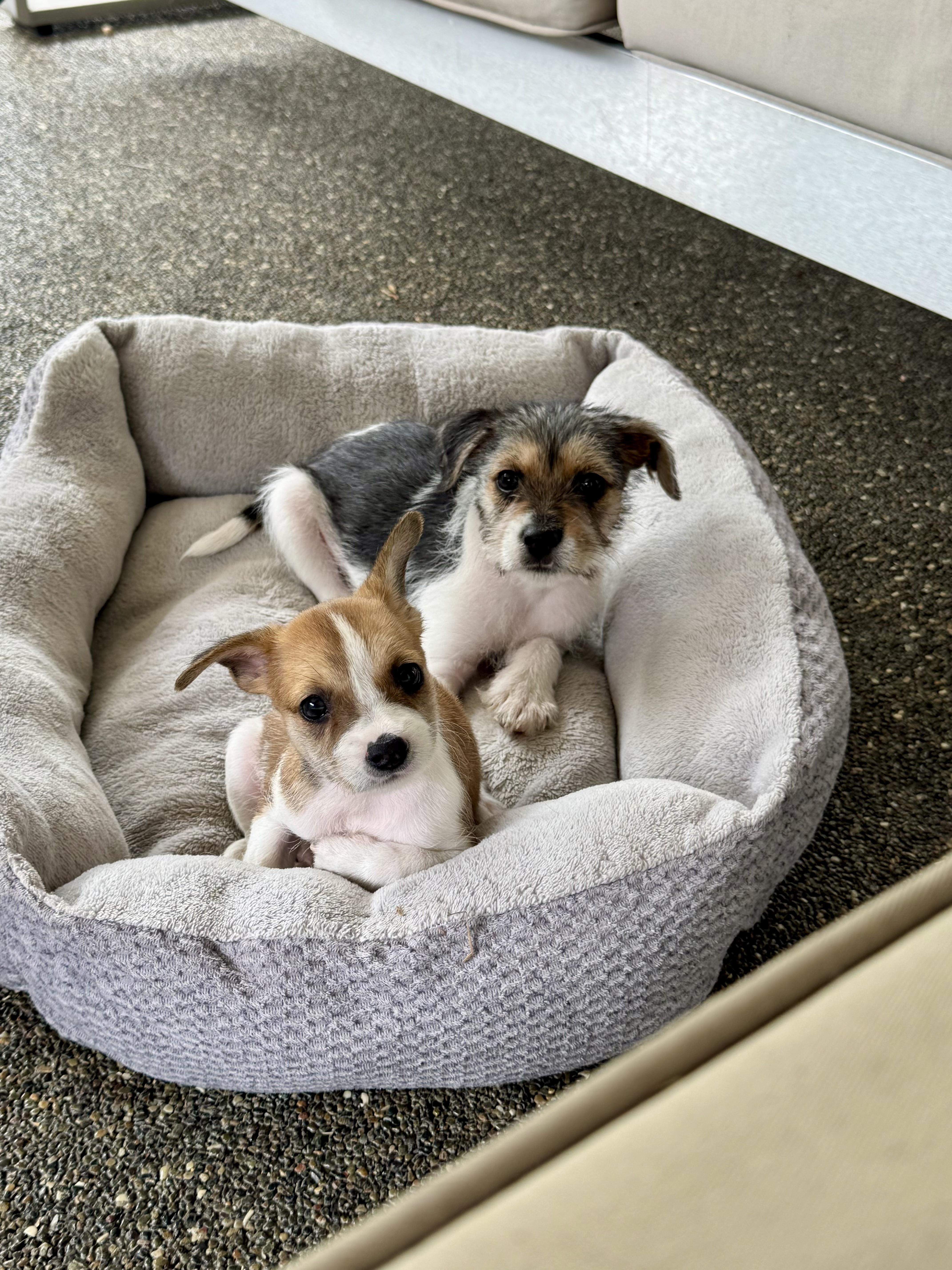 Rubble, a Adoptable mixed breed in Sunset Beach , CA image 6/6