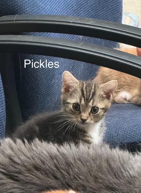 PICKLES