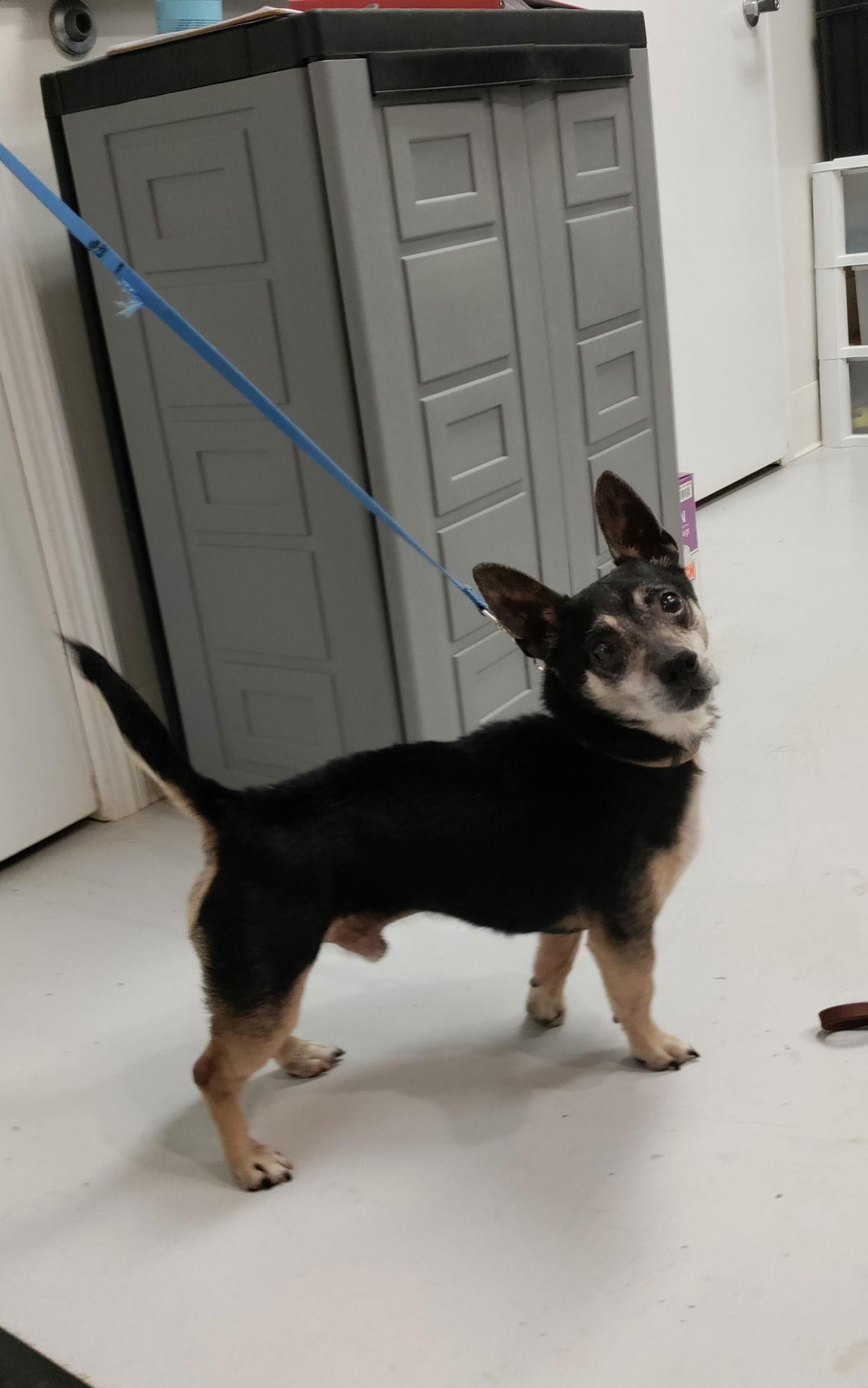 Ladon, Adoptable, Adult Male Chihuahua & Jack Russell Terrier.