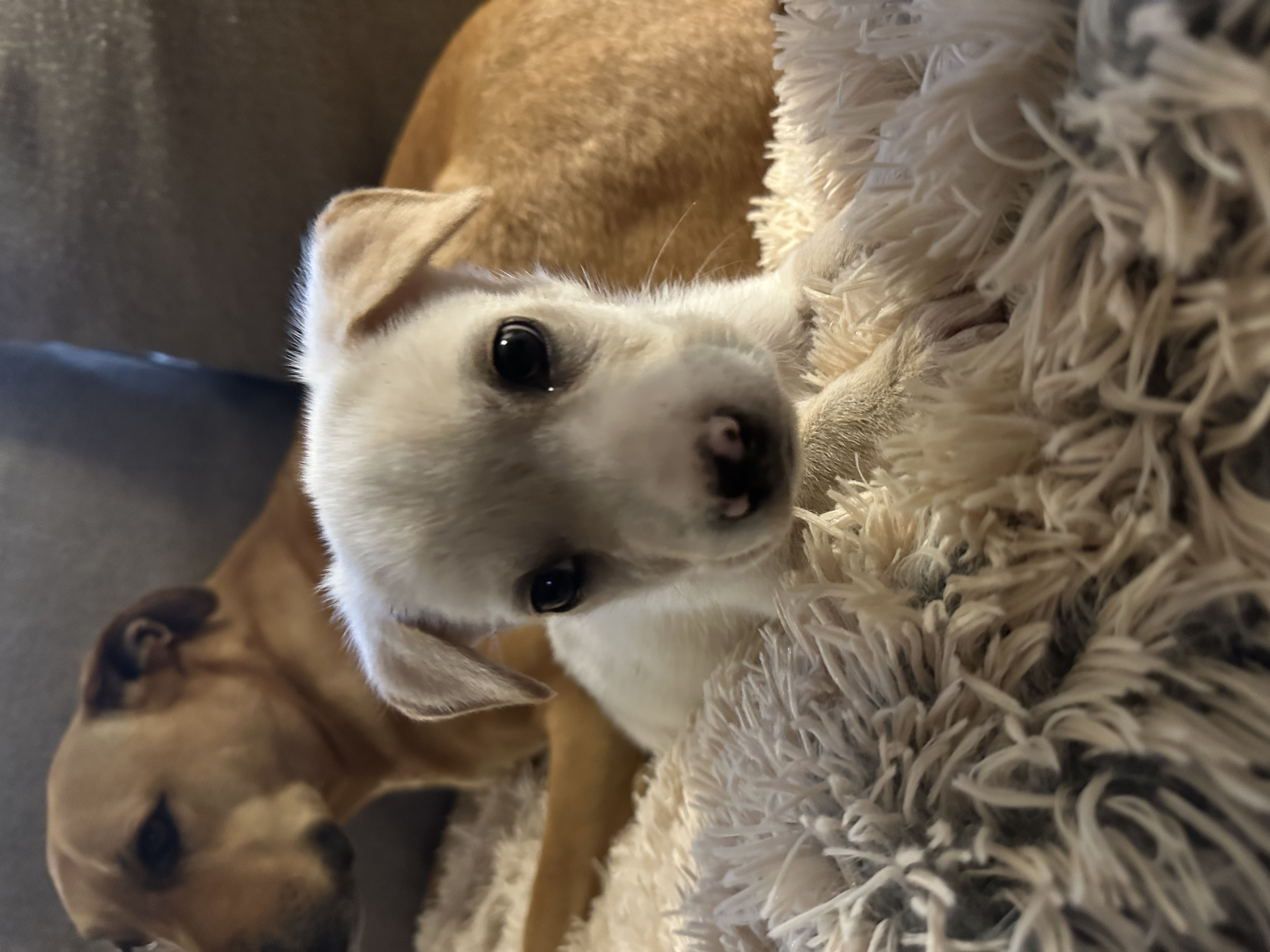 Dog for adoption Ghost, a Mixed Breed in Iron River, MI Petfinder