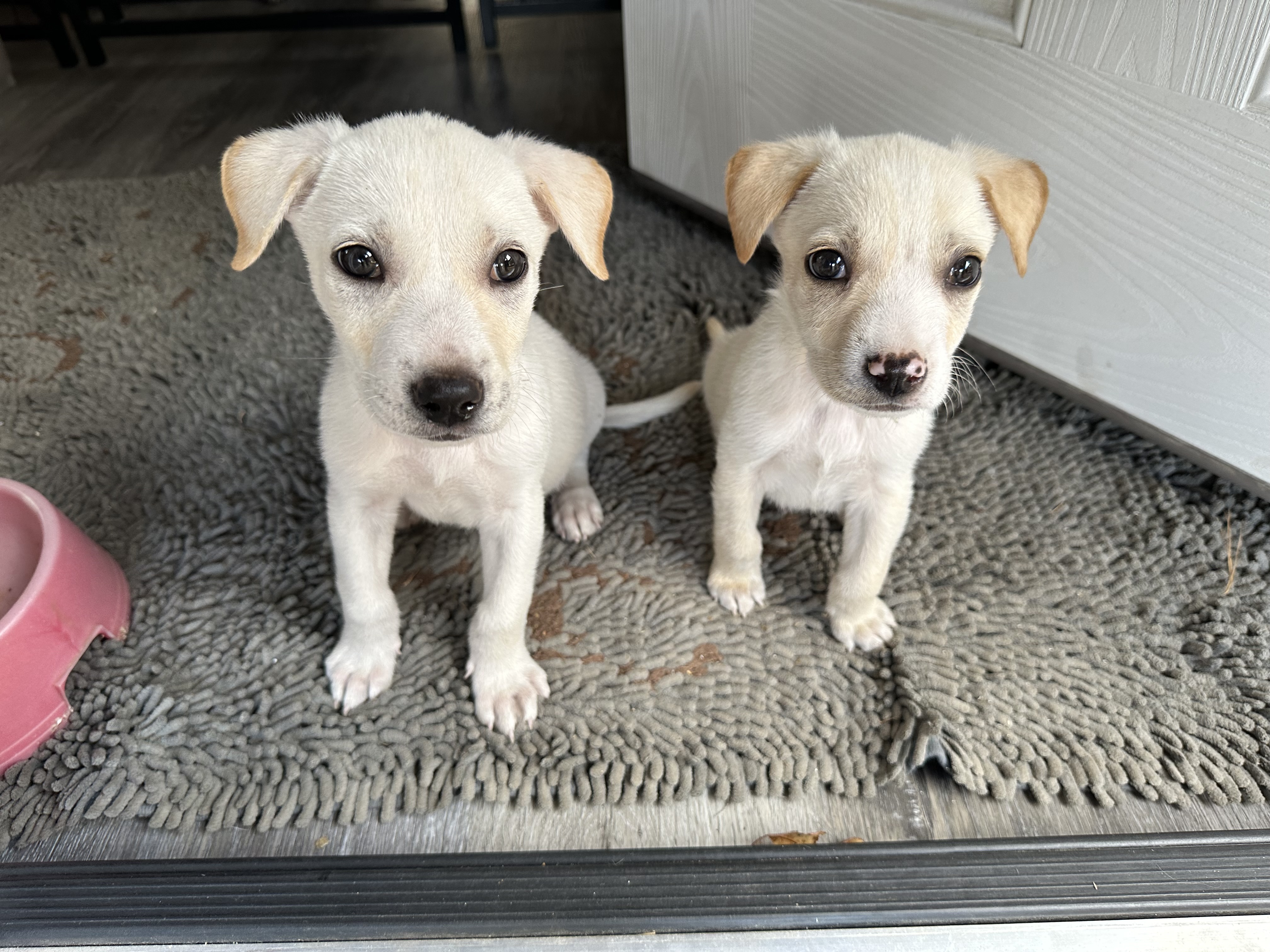 Dog for adoption Ghost, a Mixed Breed in Iron River, MI Petfinder