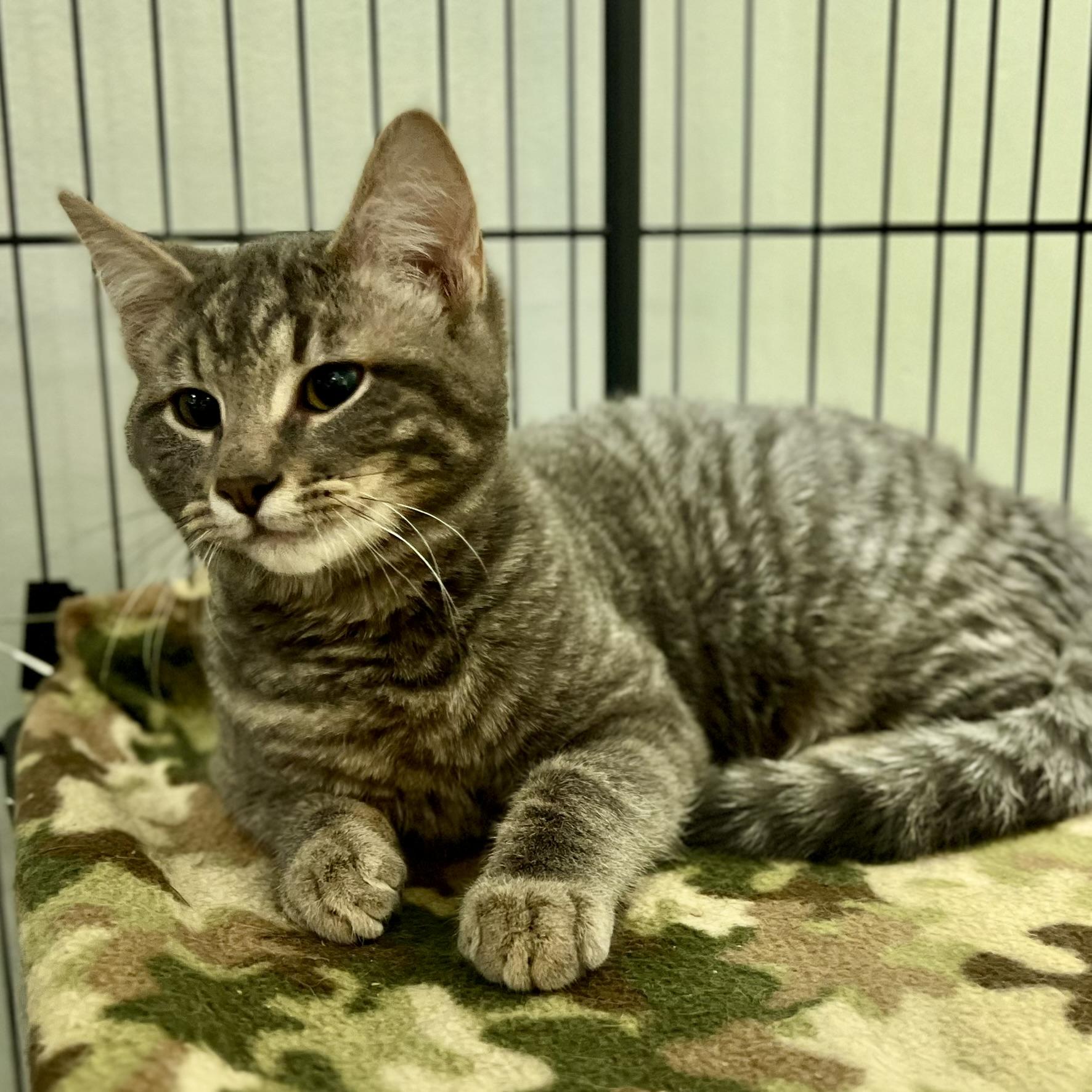 Enlarge Tommy Boy, a ADOPTABLE Domestic Short Hair in Overland Park, KS image 2/2
