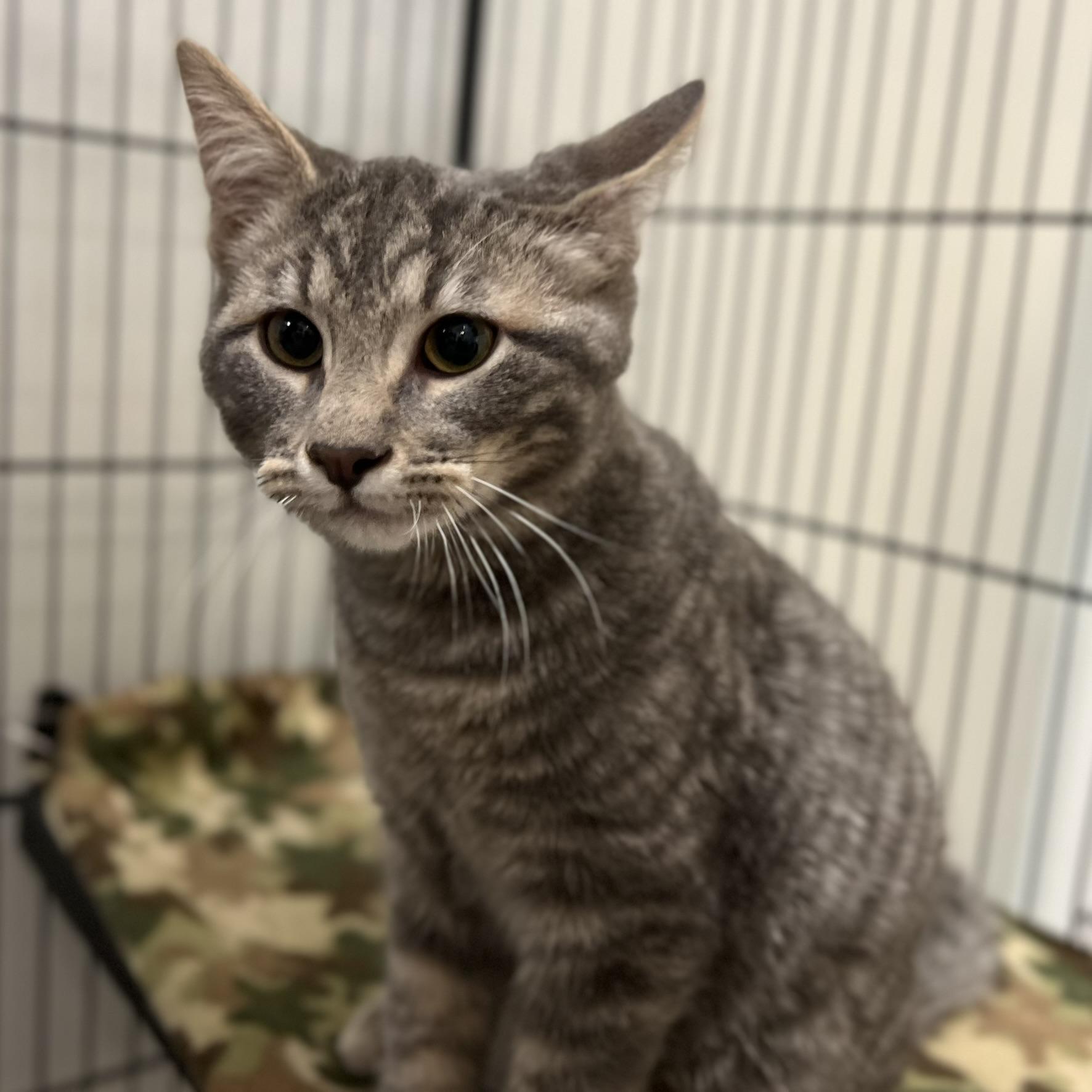 Tommy Boy, ADOPTABLE, Kitten Male Domestic Short Hair.