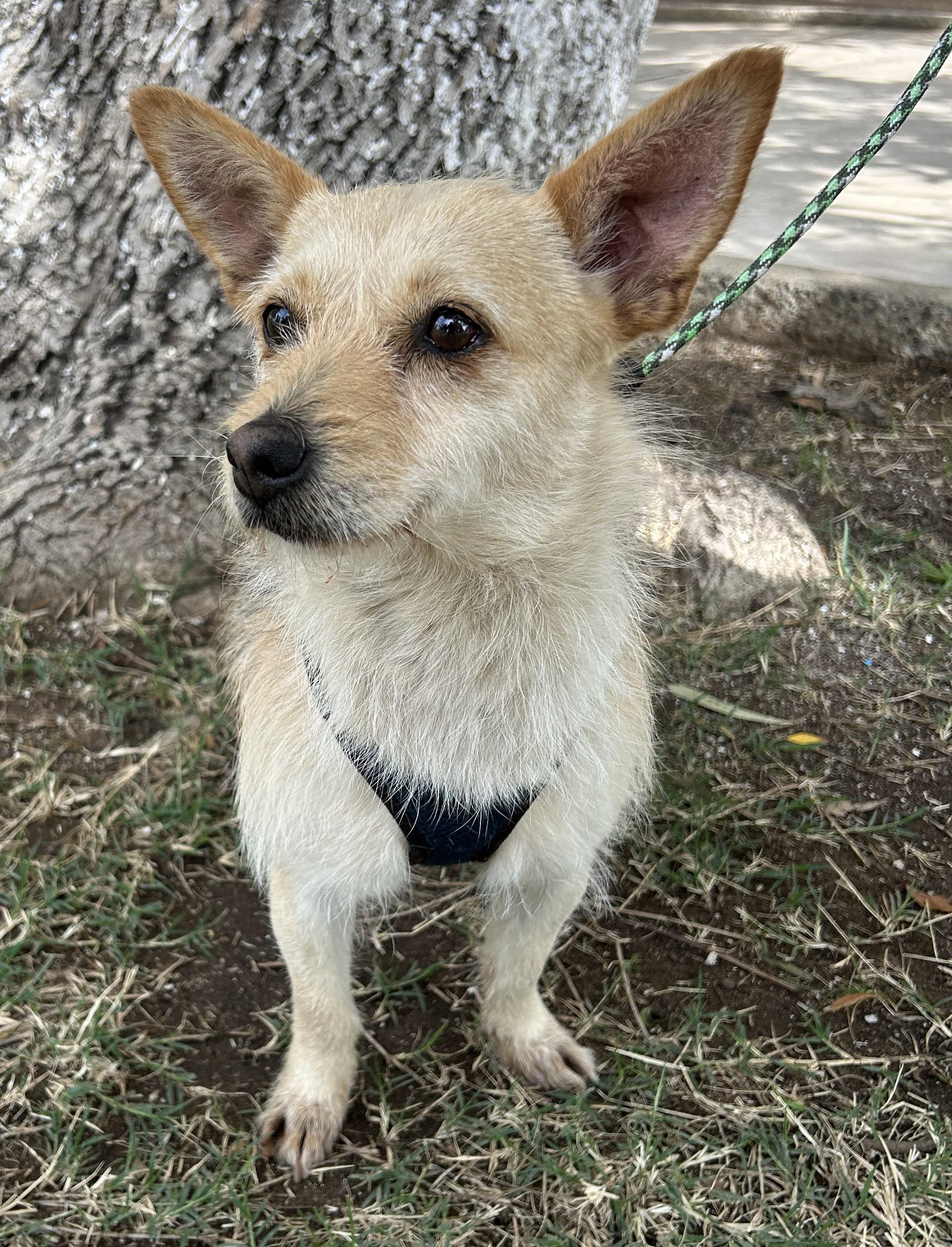 Enlarge DINA, a ADOPTABLE mixed breed in Bell Gardens, CA image 6/6