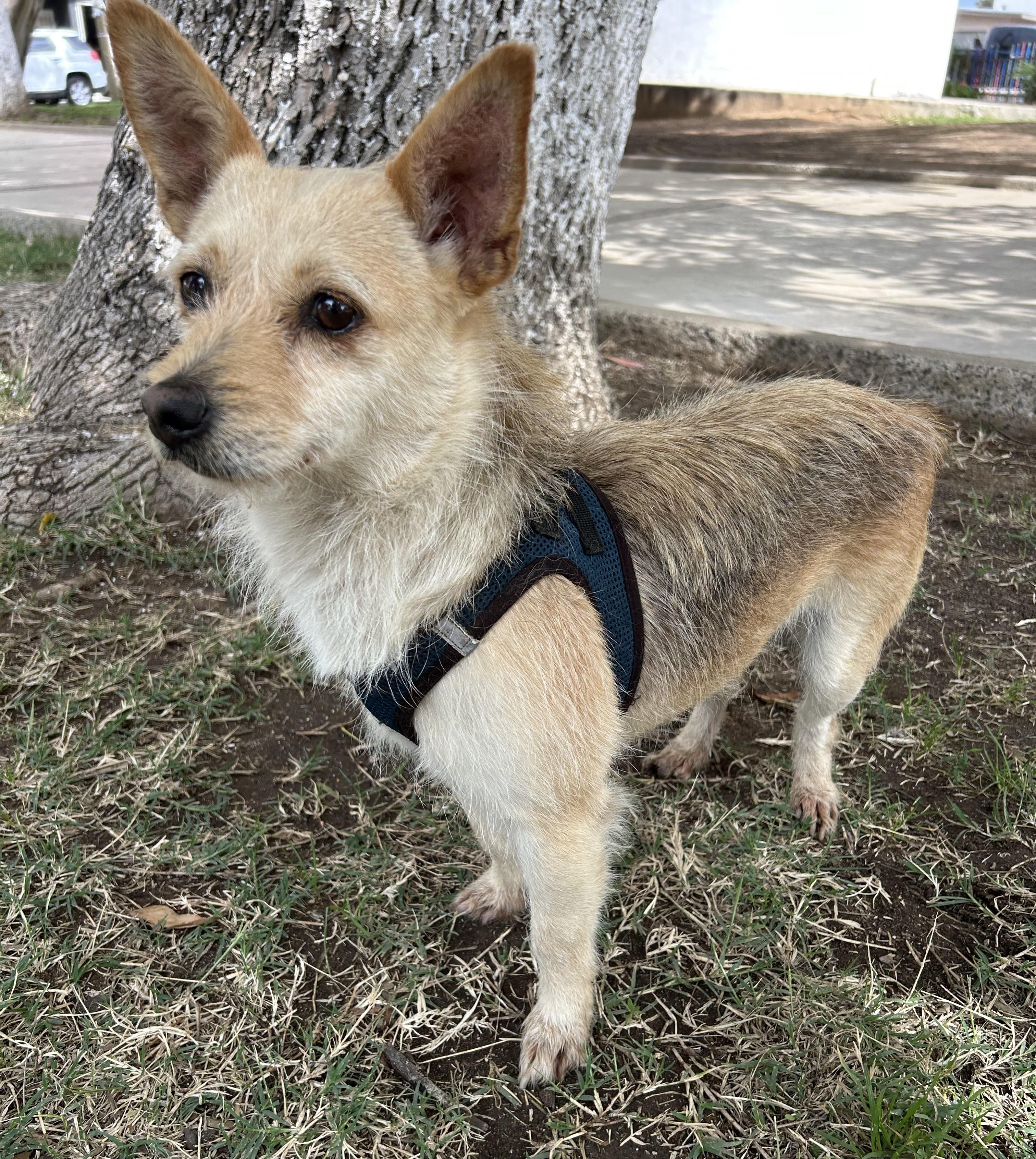 Enlarge DINA, a ADOPTABLE mixed breed in Bell Gardens, CA image 2/6