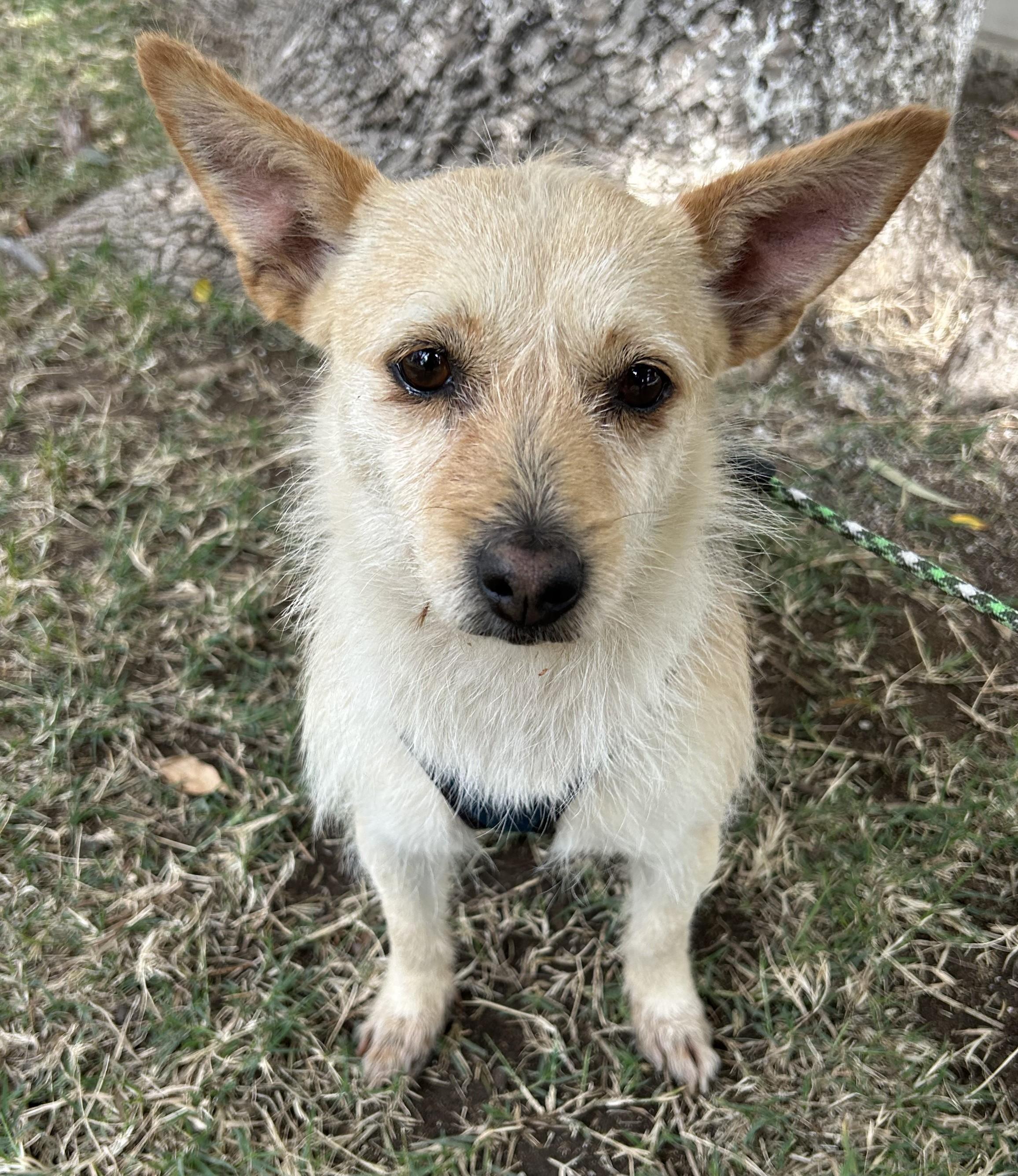 DINA, ADOPTABLE, Young Female Cairn Terrier.