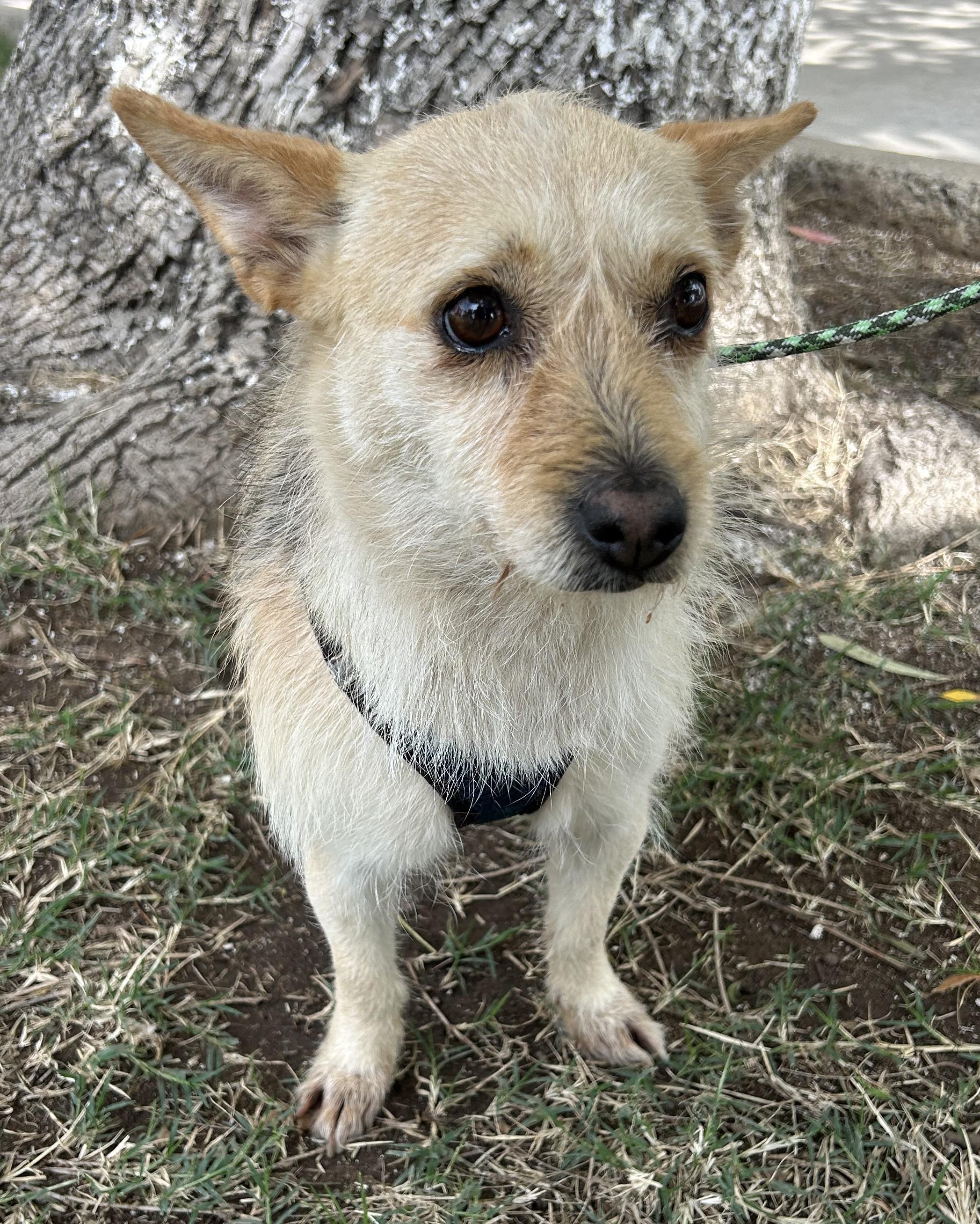 Enlarge DINA, a ADOPTABLE mixed breed in Bell Gardens, CA image 5/6