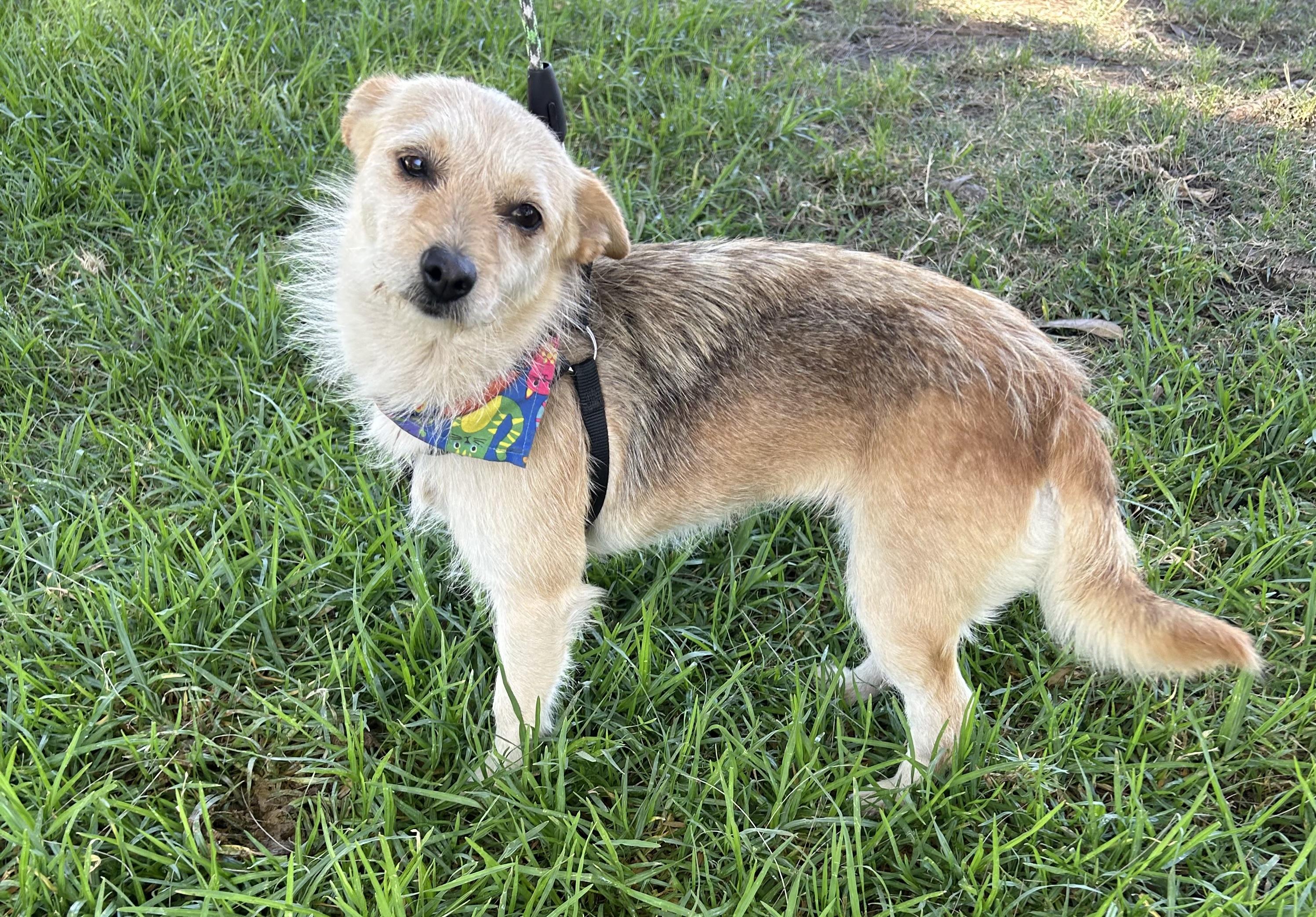 Enlarge DINA, a ADOPTABLE mixed breed in Bell Gardens, CA image 4/6