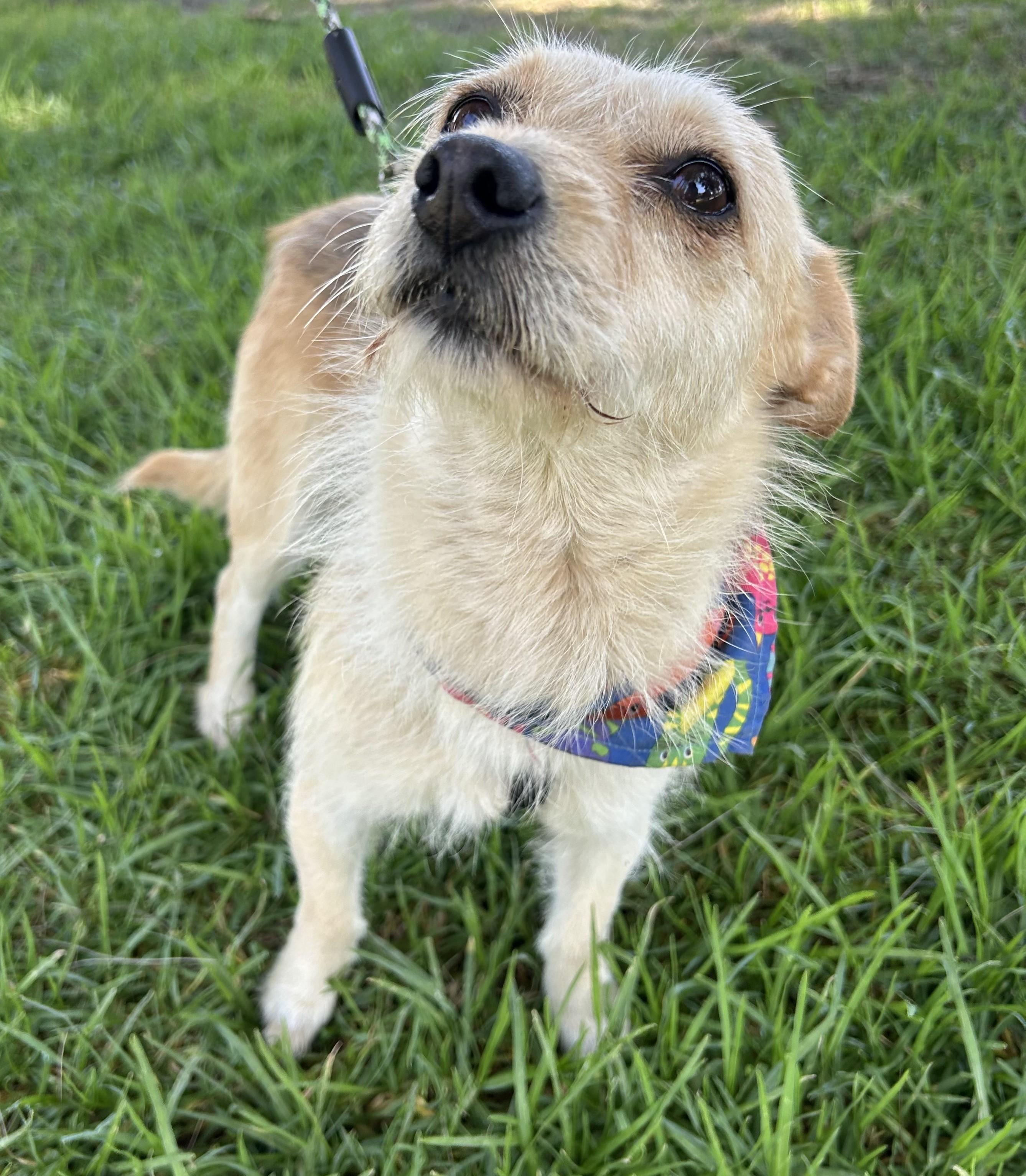 Enlarge DINA, a ADOPTABLE mixed breed in Bell Gardens, CA image 3/6