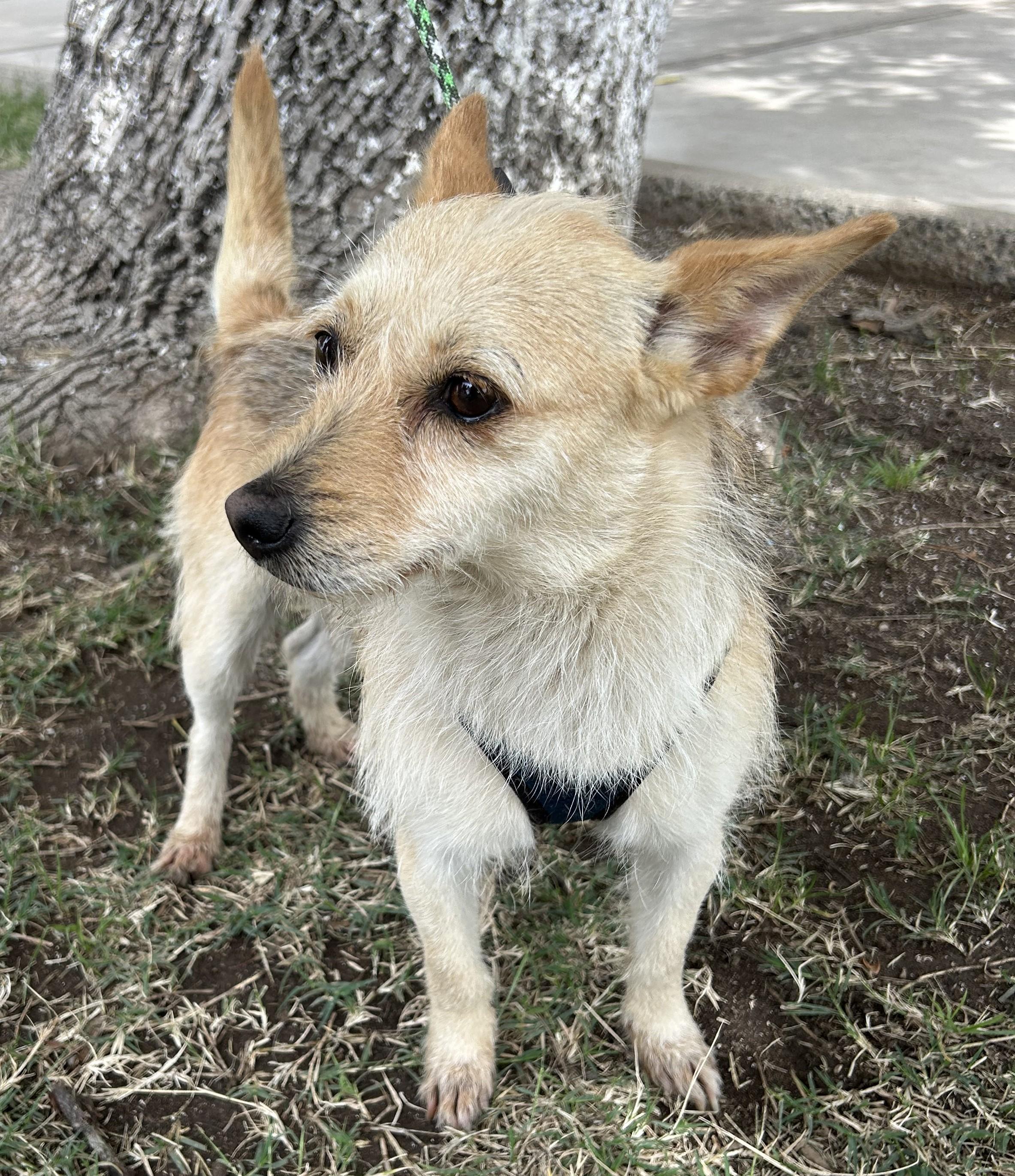 Enlarge DINA, a ADOPTABLE mixed breed in Bell Gardens, CA image 4/6
