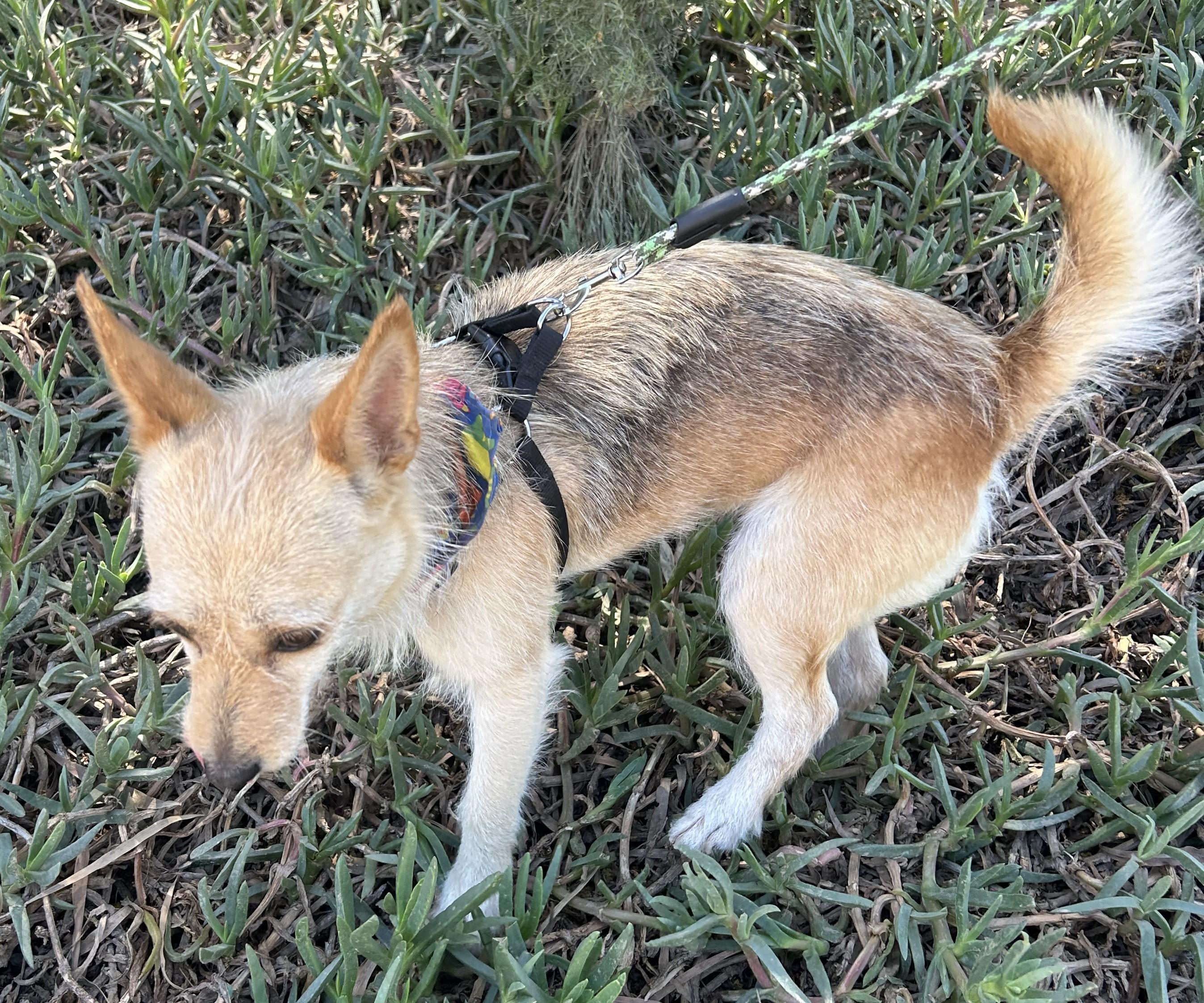 Enlarge DINA, a ADOPTABLE mixed breed in Bell Gardens, CA image 6/6