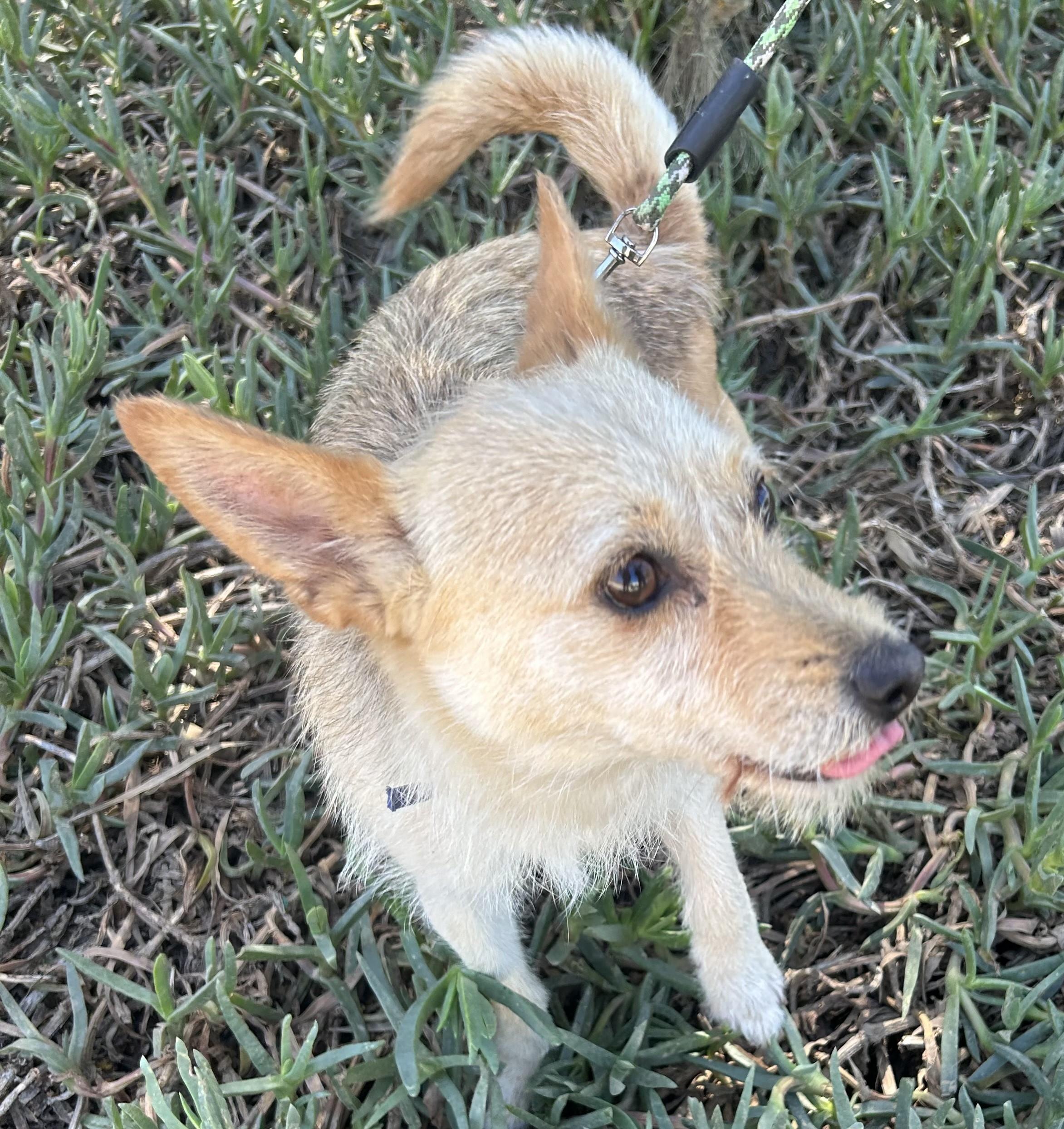Enlarge DINA, a ADOPTABLE mixed breed in Bell Gardens, CA image 5/6