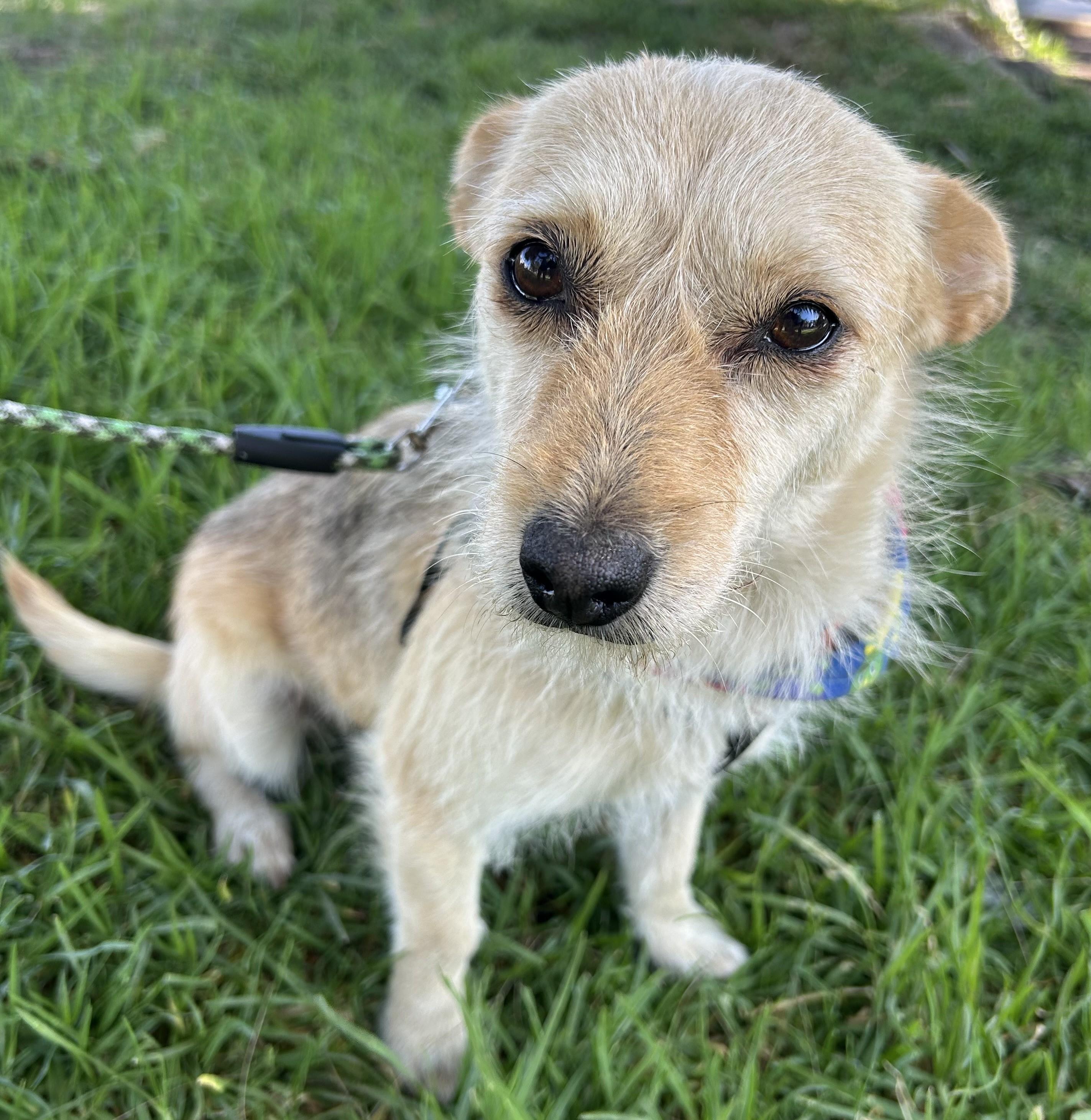 Enlarge DINA, a ADOPTABLE mixed breed in Bell Gardens, CA image 2/6