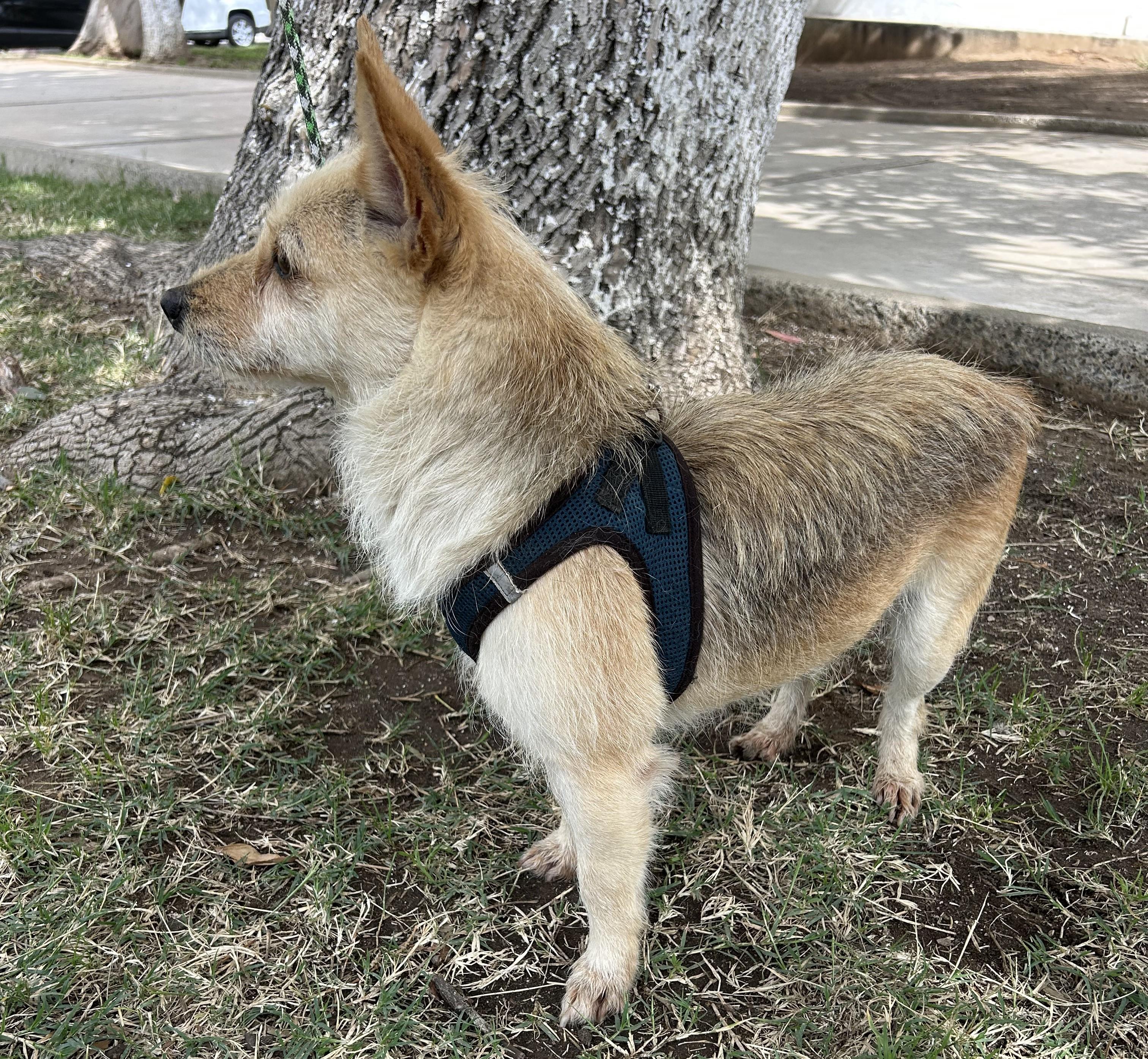 Enlarge DINA, a ADOPTABLE mixed breed in Bell Gardens, CA image 3/6