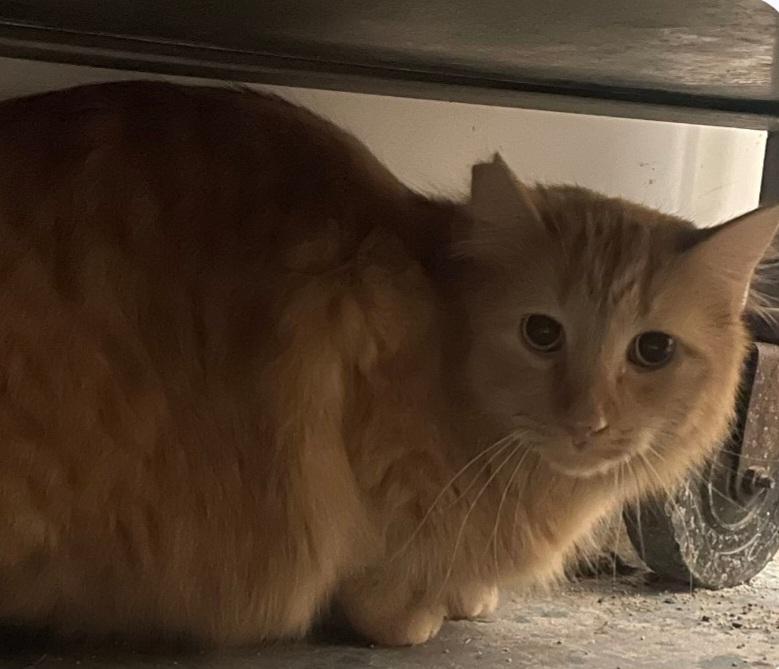 Enlarge (working cat) Mason, a ADOPTABLE Tabby in Billings, MT image 1/1