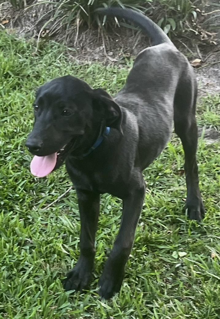 Apple, adoptable, Young Female Black Labrador Retriever.