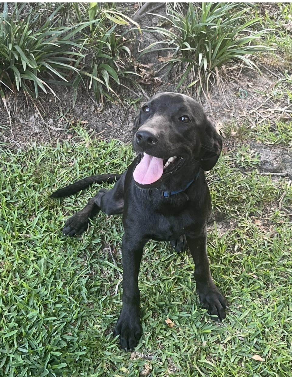 Apple, an adoptable mixed breed in Pensacola, FL image 2/2