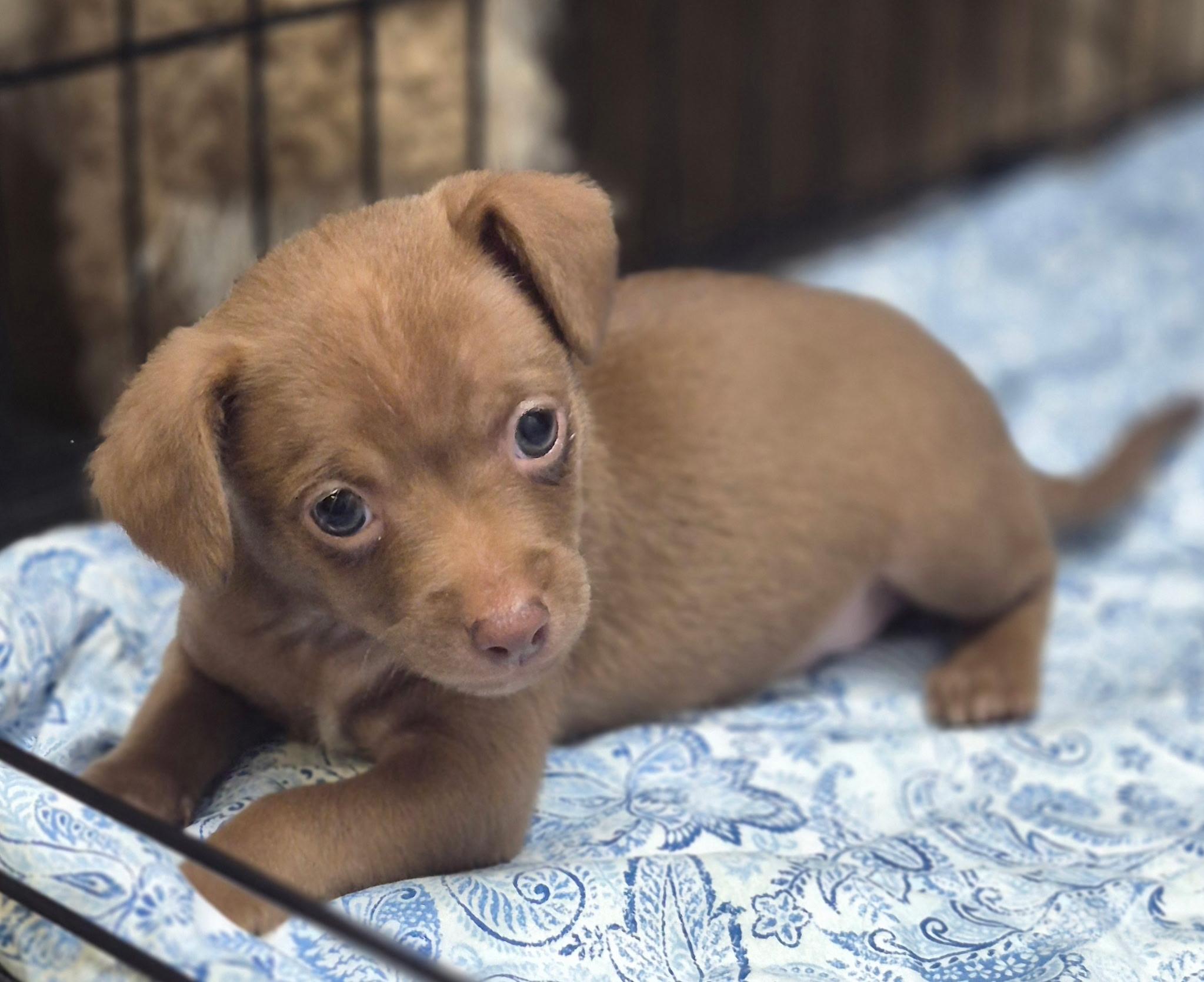 Pink Ladys Slipper, an adopted mixed breed in Los Angeles, CA image 3/4