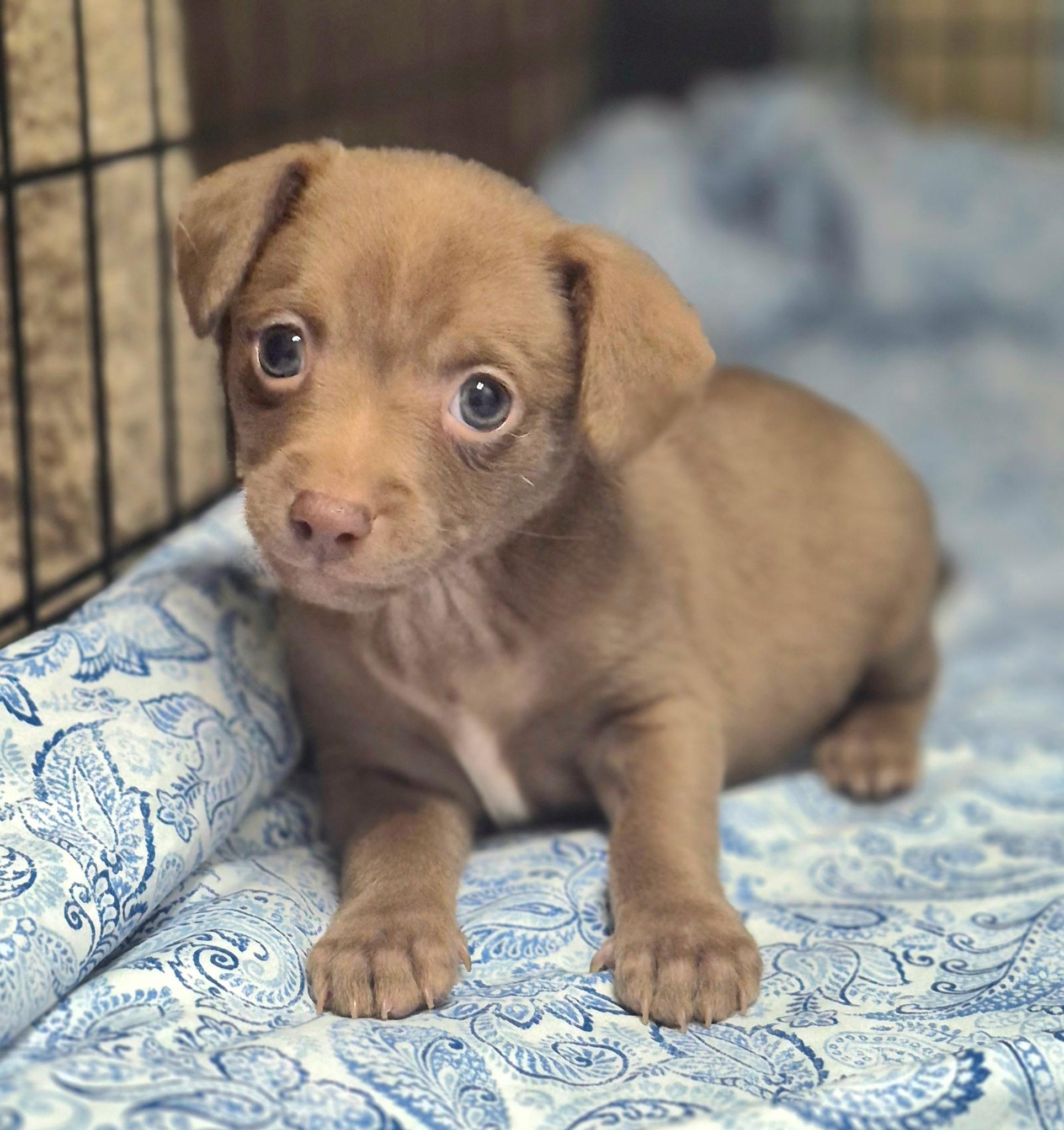 Pink Ladys Slipper, an adopted mixed breed in Los Angeles, CA image 4/4