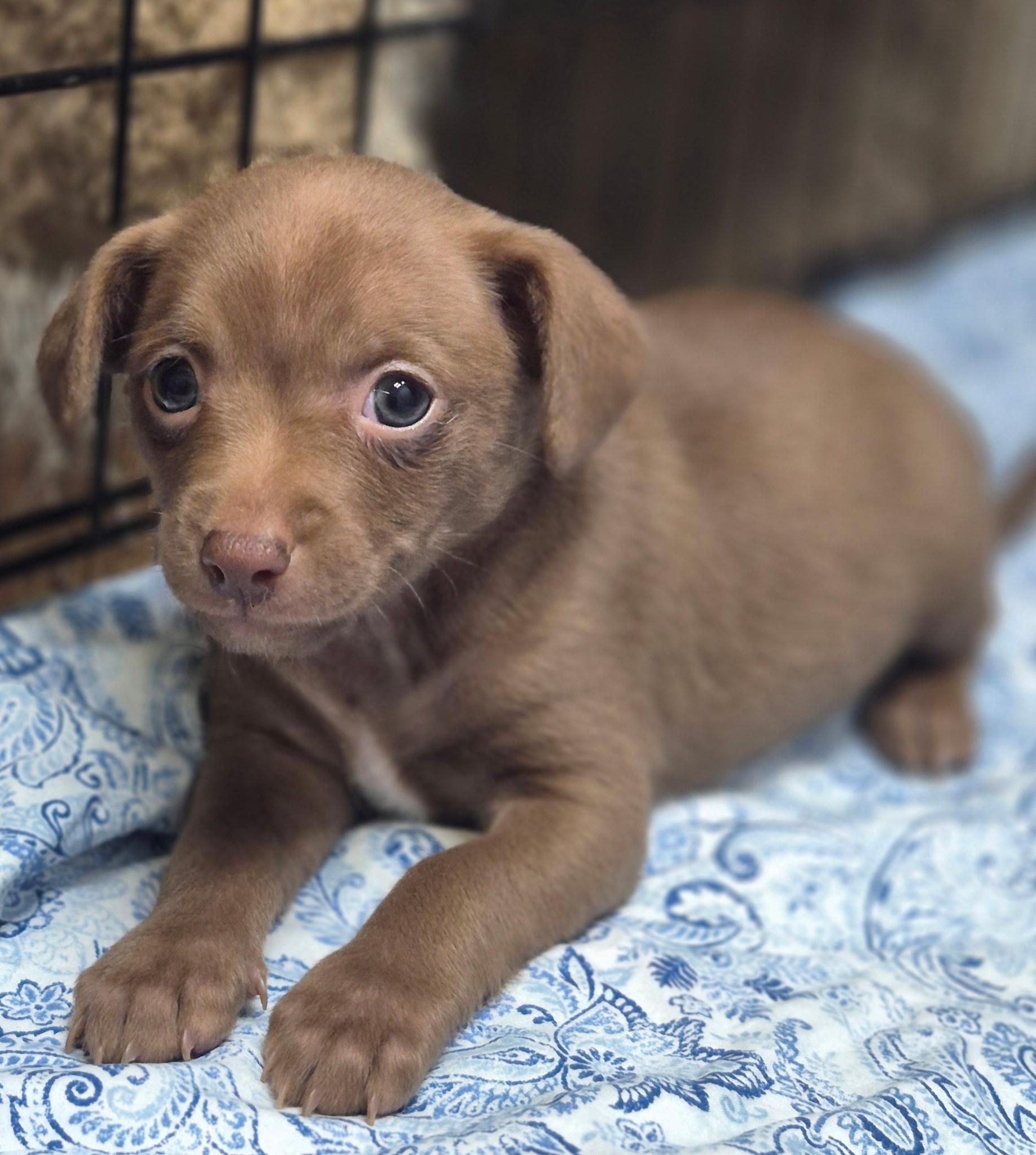 Pink Ladys Slipper, an adopted mixed breed in Los Angeles, CA image 2/4