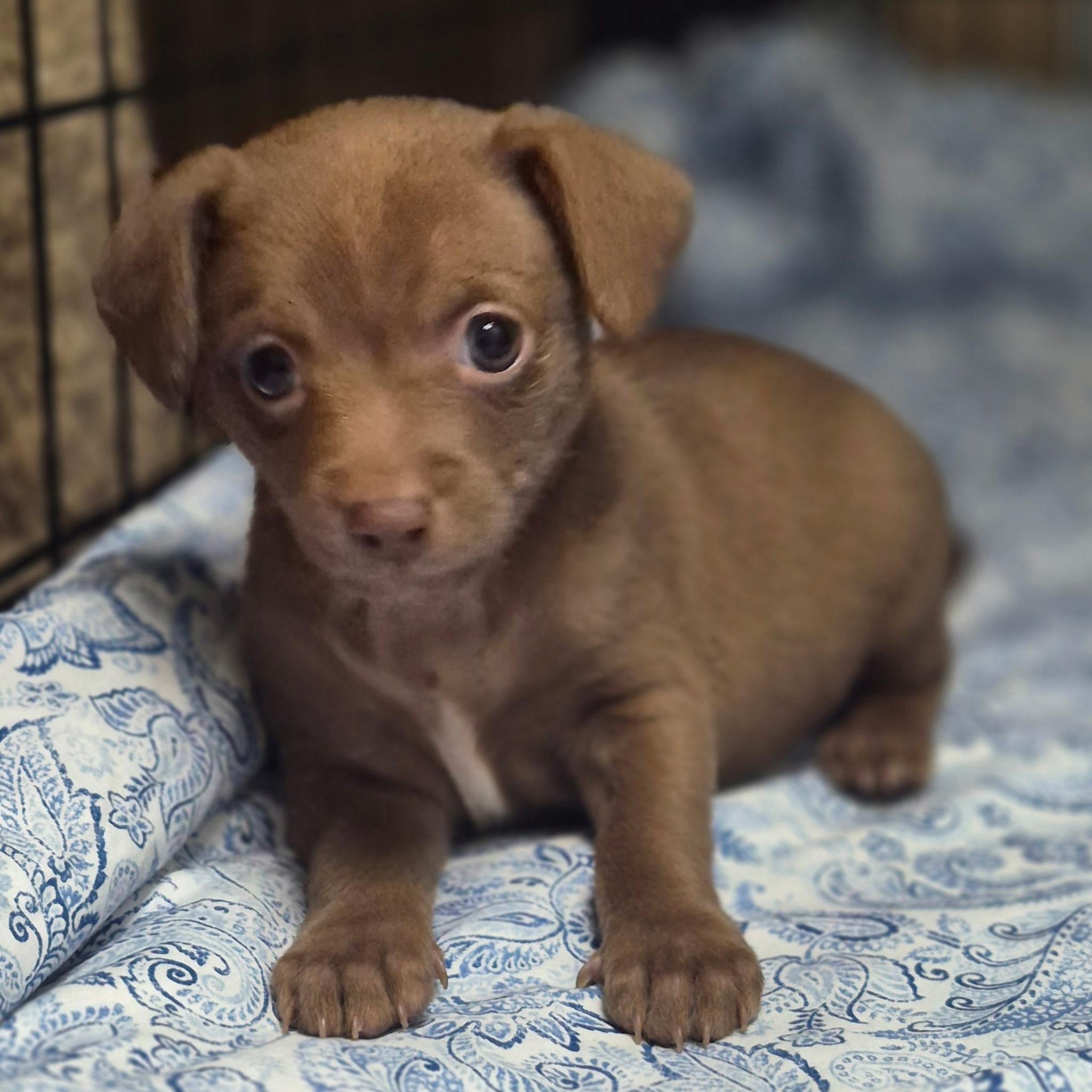 Pink Ladys Slipper, adopted, Puppy Female Chihuahua & Chug.