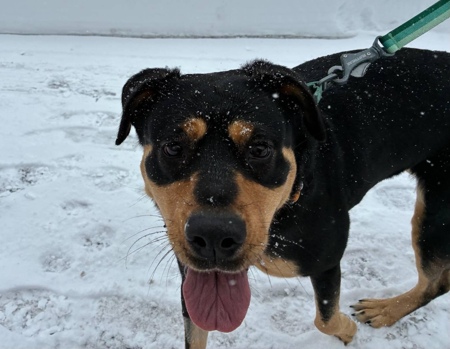 Enlarge Cannoli, a ADOPTABLE mixed breed in Nutting Lake, MA image 4/5