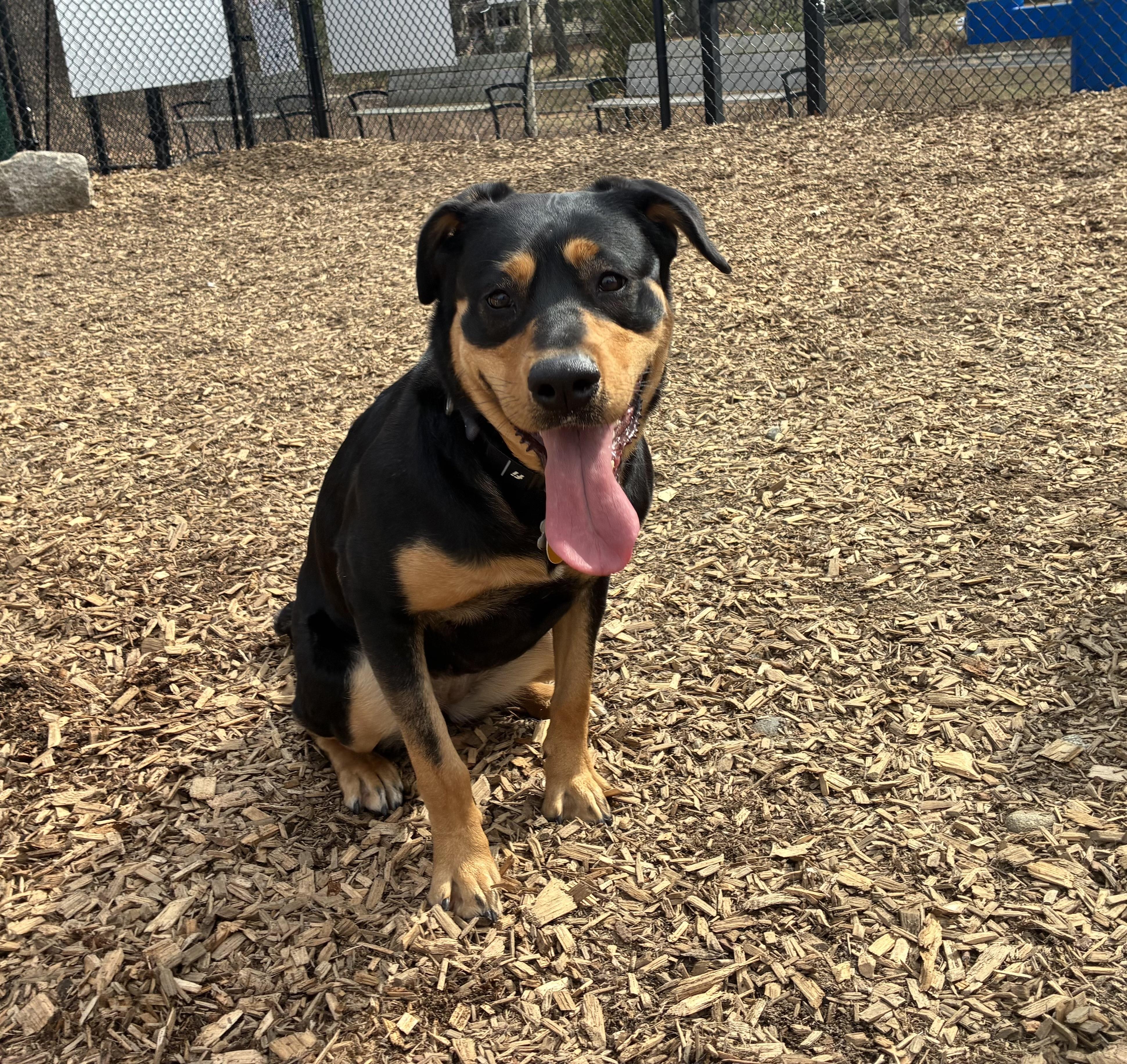 Enlarge Cannoli, a ADOPTABLE mixed breed in Nutting Lake, MA image 3/5