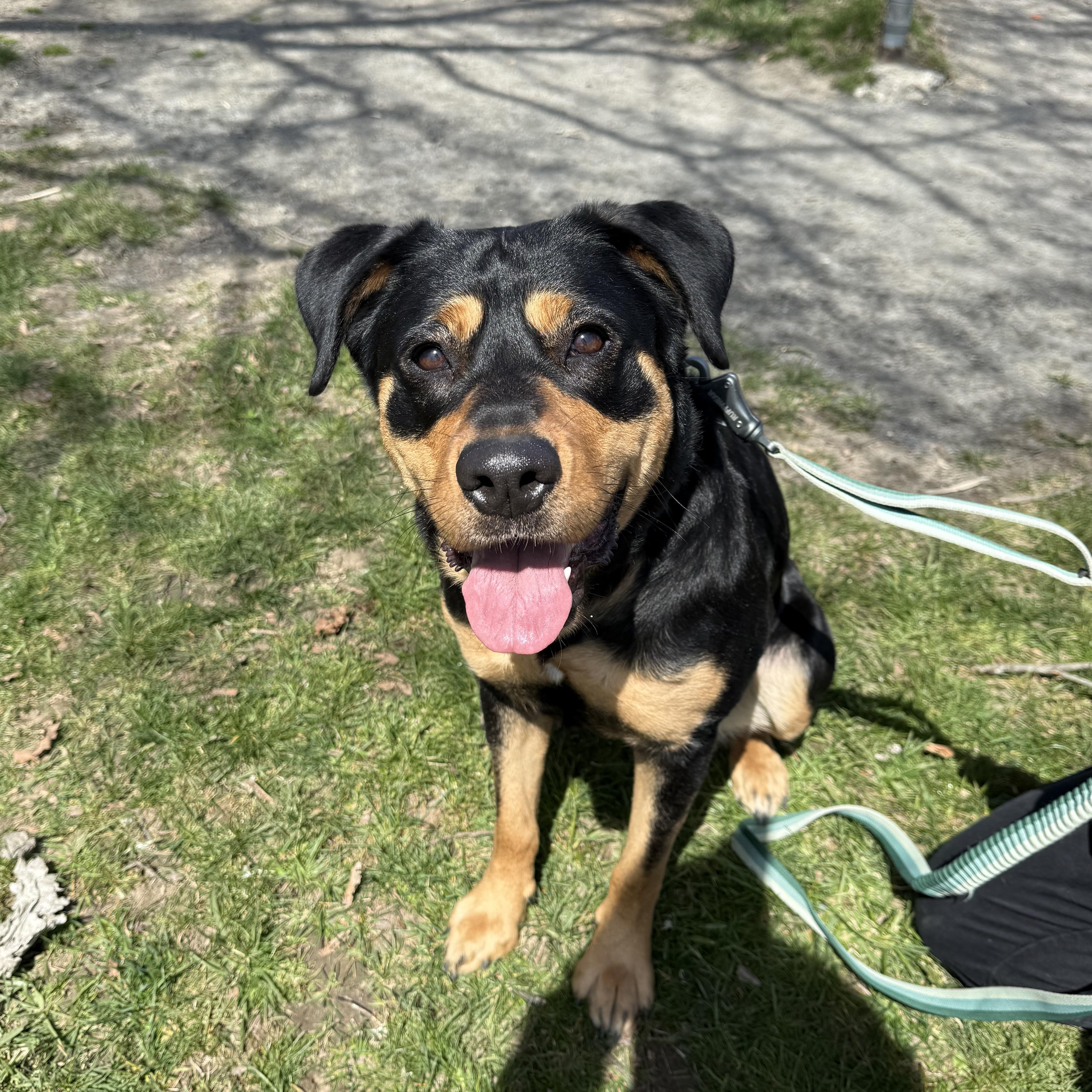 Cannoli, ADOPTABLE, Young Female Rottweiler.