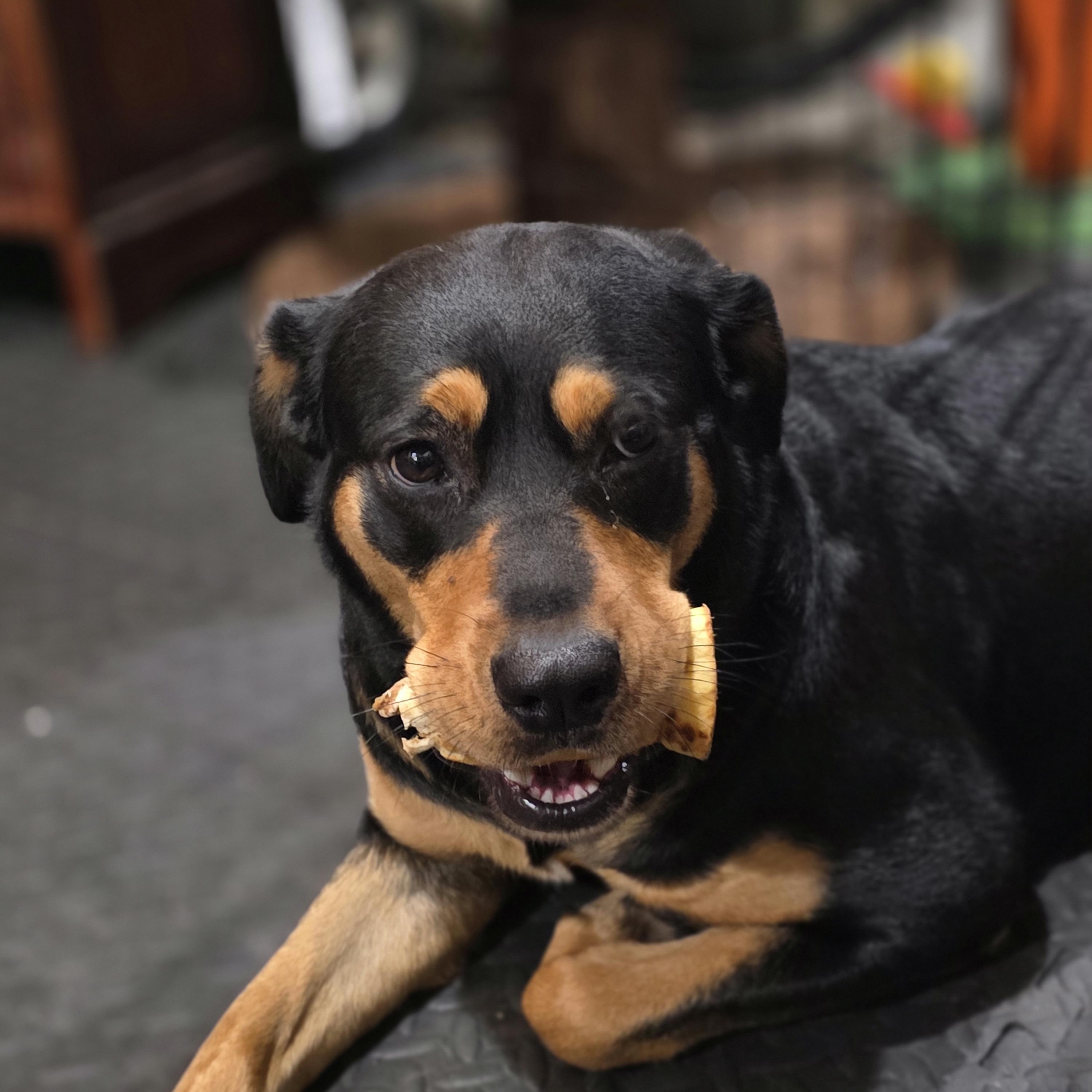 Enlarge Cannoli, a ADOPTABLE mixed breed in Nutting Lake, MA image 5/5