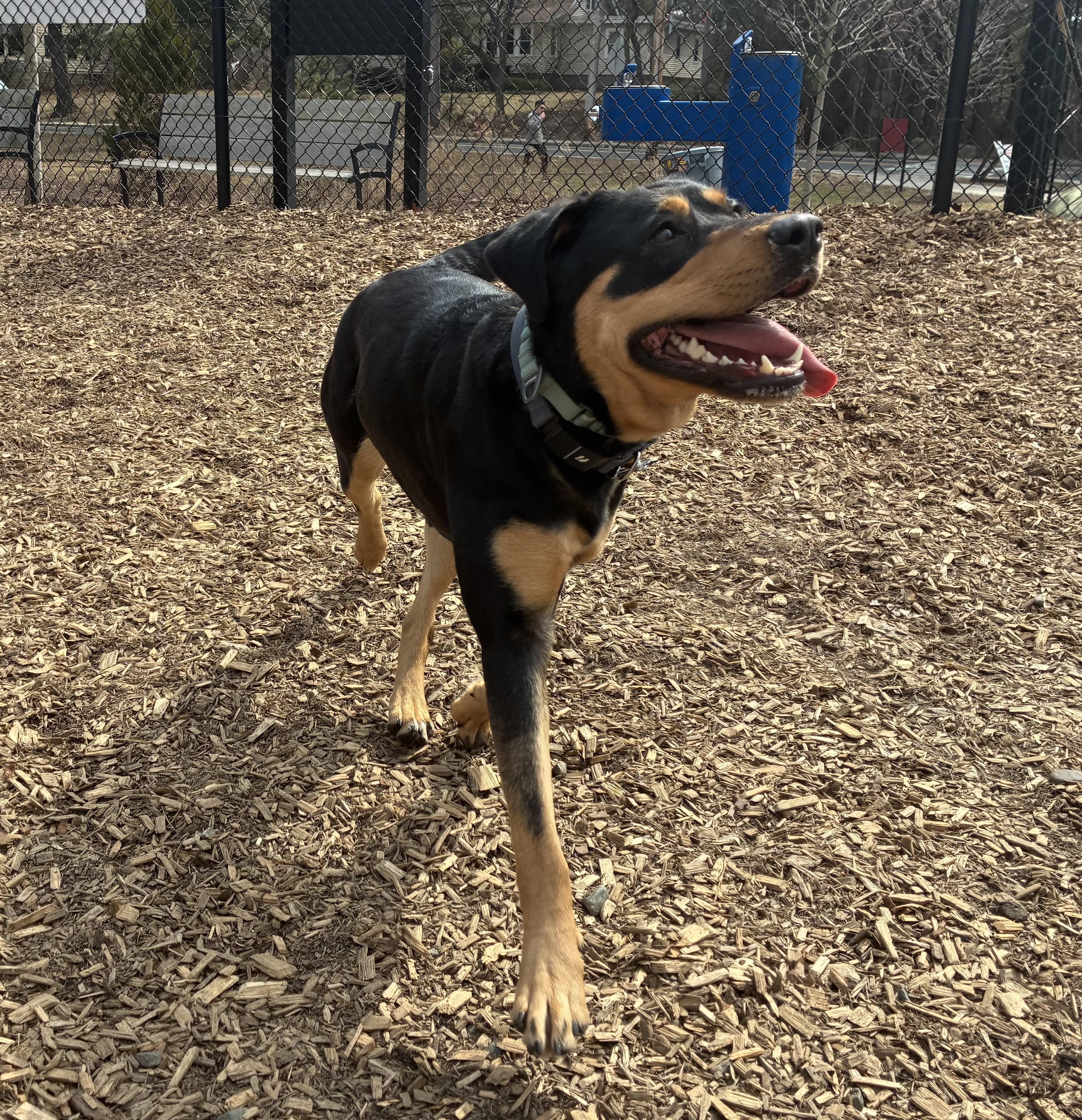 Enlarge Cannoli, a ADOPTABLE mixed breed in Nutting Lake, MA image 2/5
