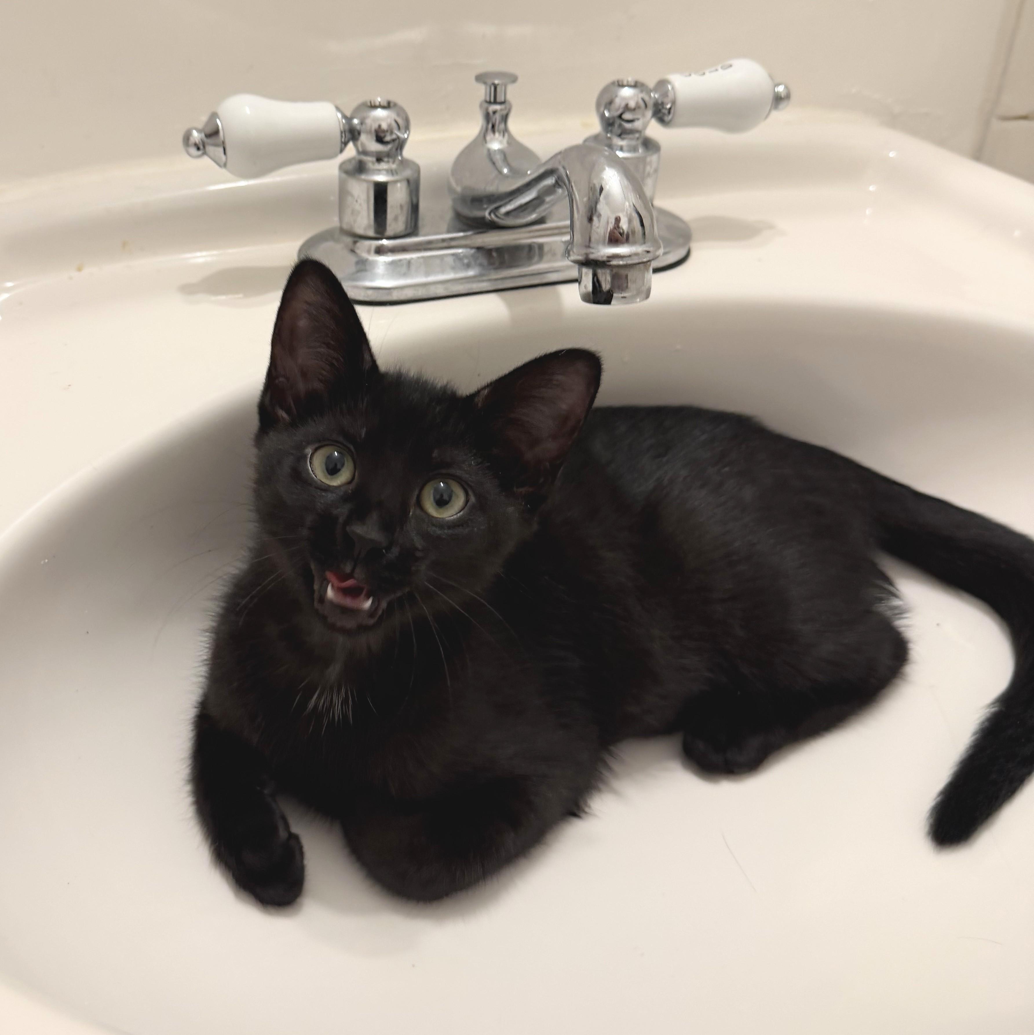 Rose, Adoptable, Kitten Female Domestic Short Hair.