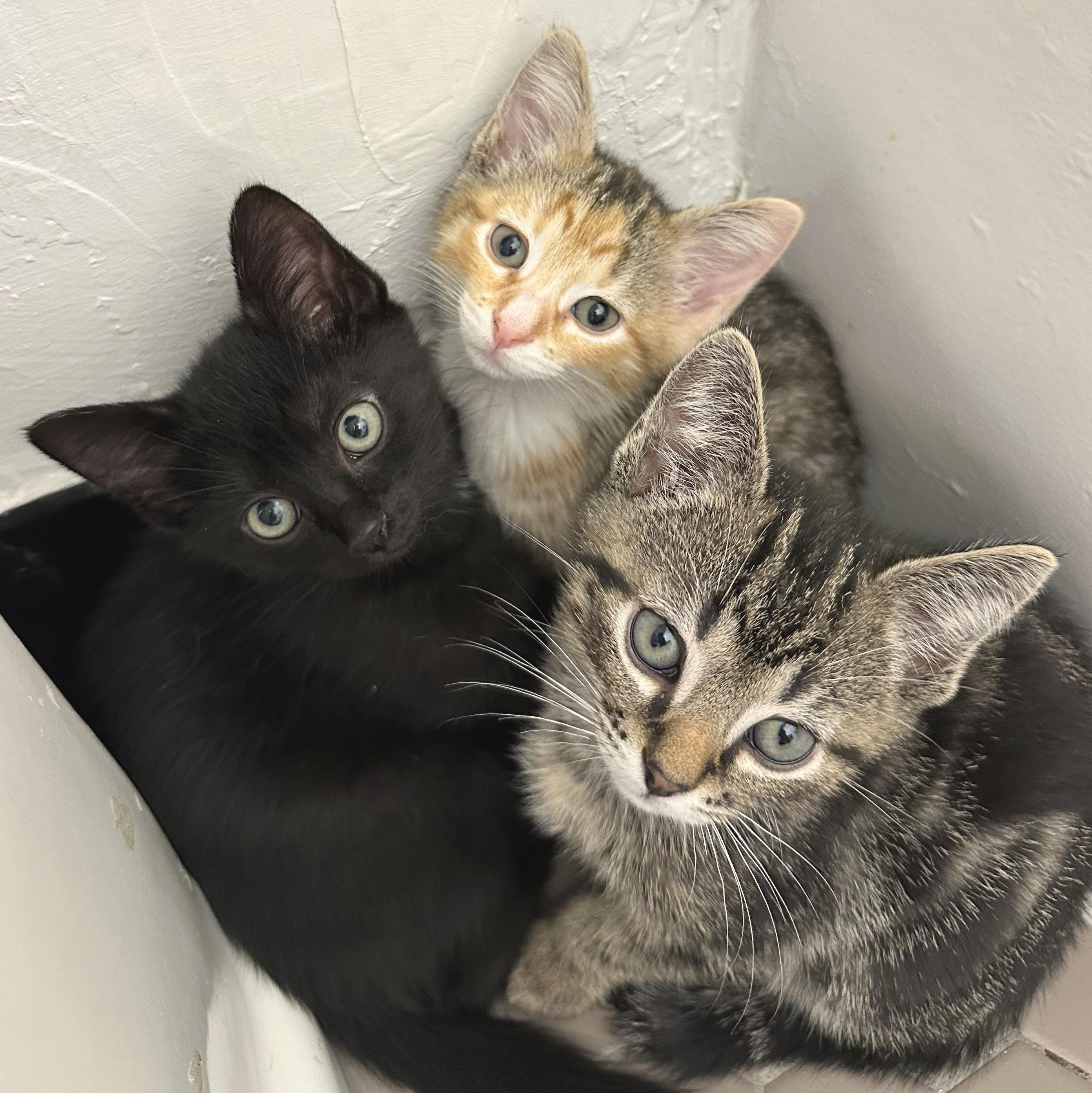 Enlarge Rose, a Adoptable Domestic Short Hair in Wilsonville, OR image 2/6