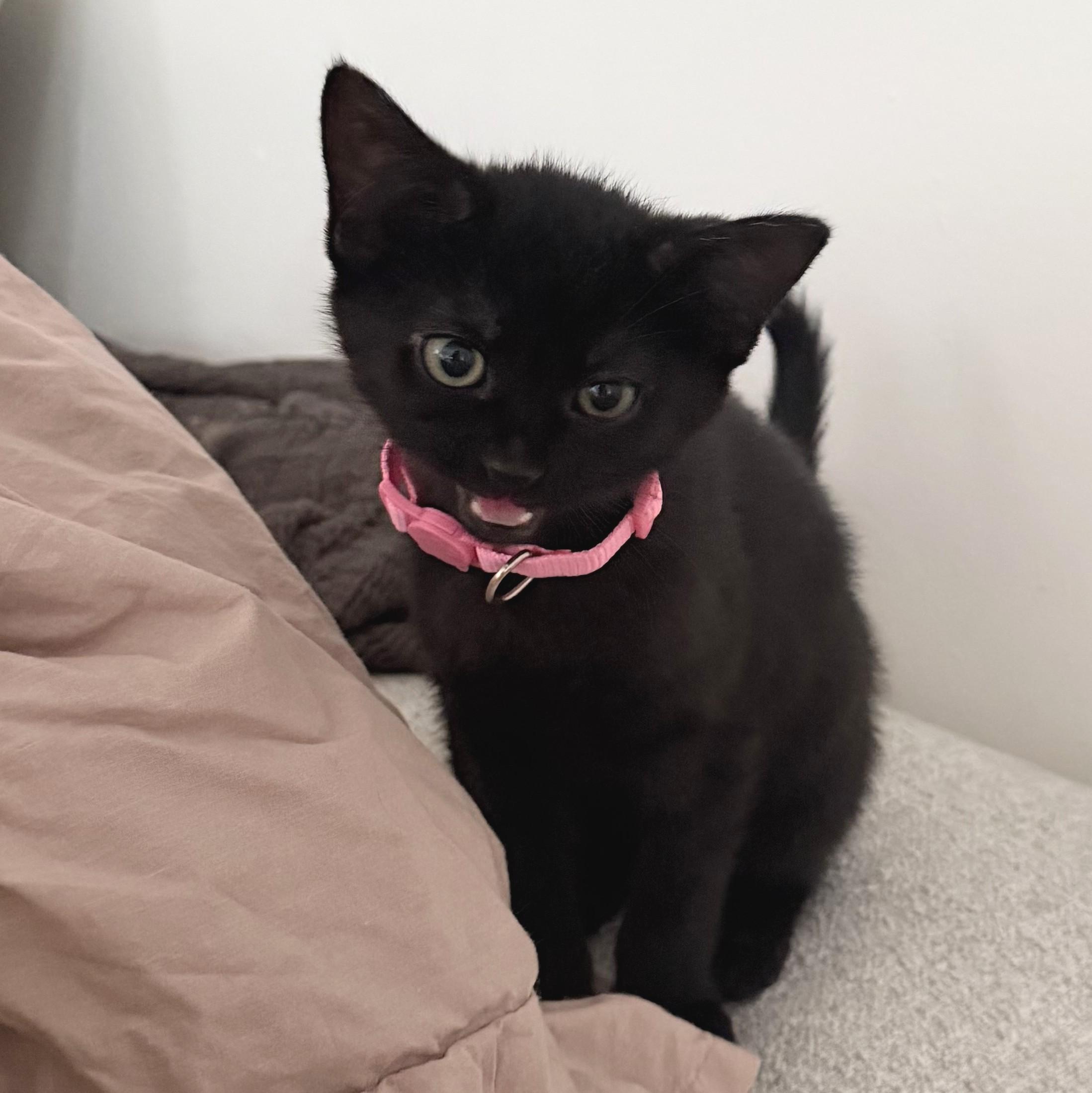 Enlarge Rose, a Adoptable Domestic Short Hair in Wilsonville, OR image 3/6