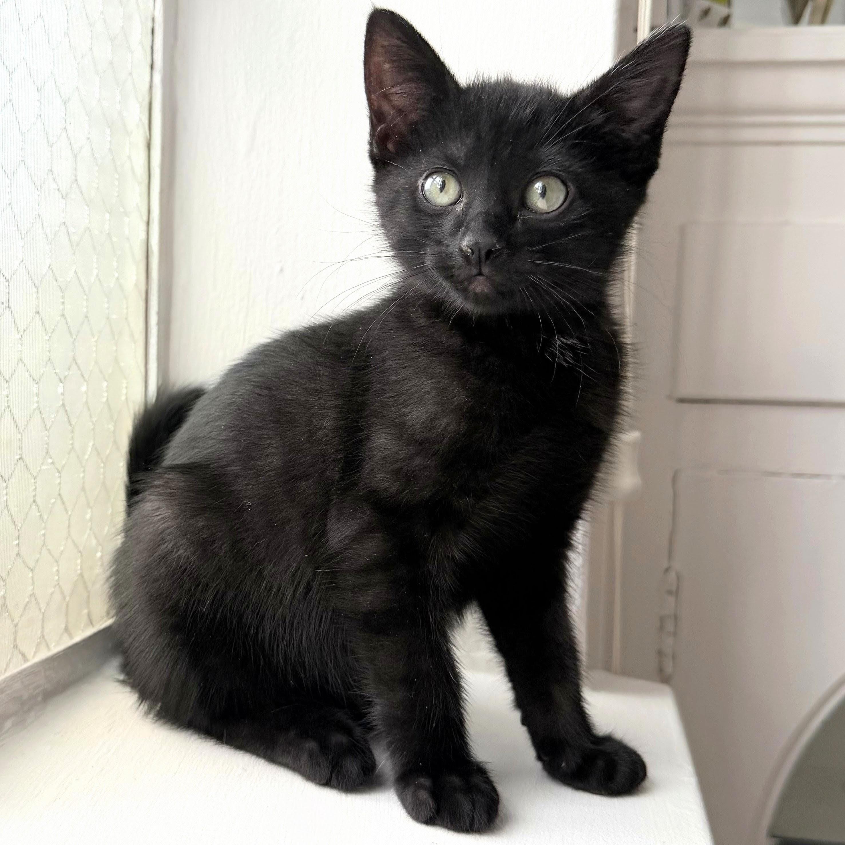 Enlarge Rose, a Adoptable Domestic Short Hair in Wilsonville, OR image 4/6