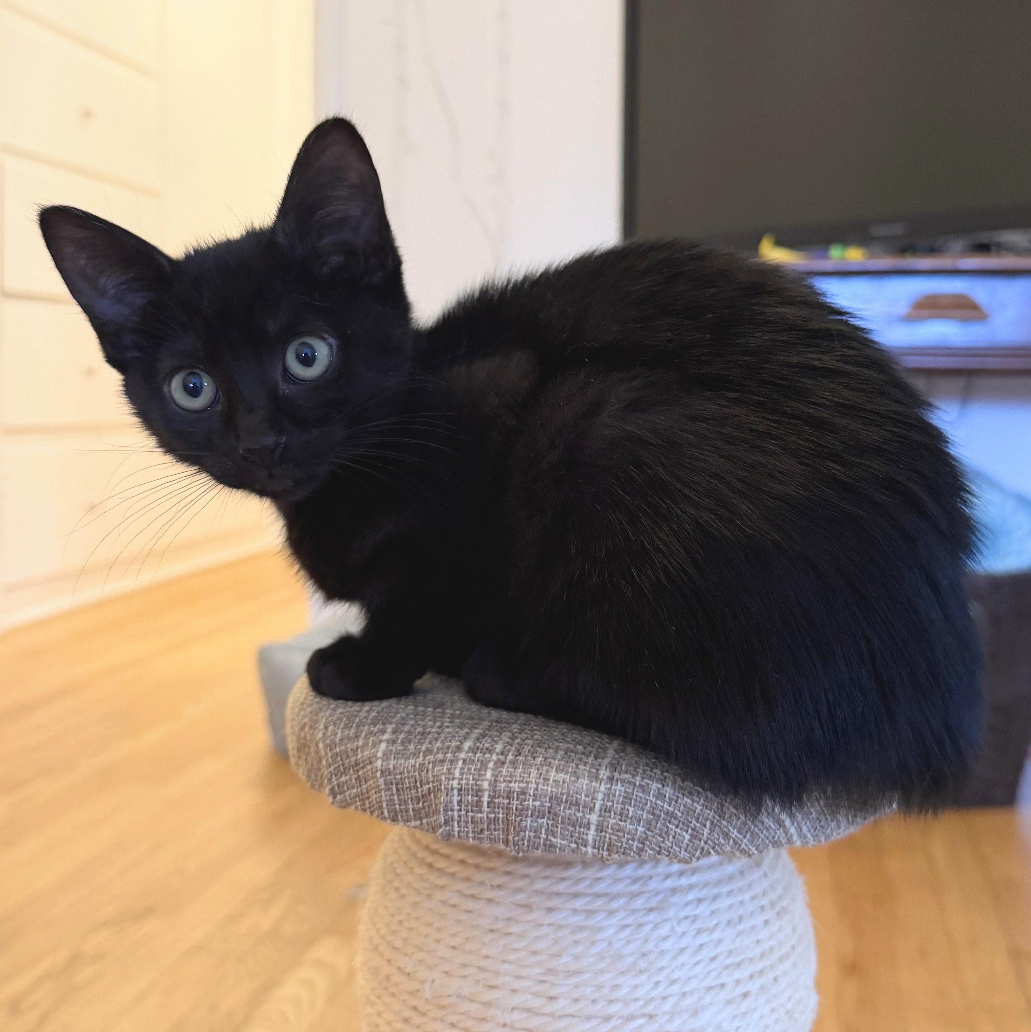 Enlarge Rose, a Adoptable Domestic Short Hair in Wilsonville, OR image 5/6