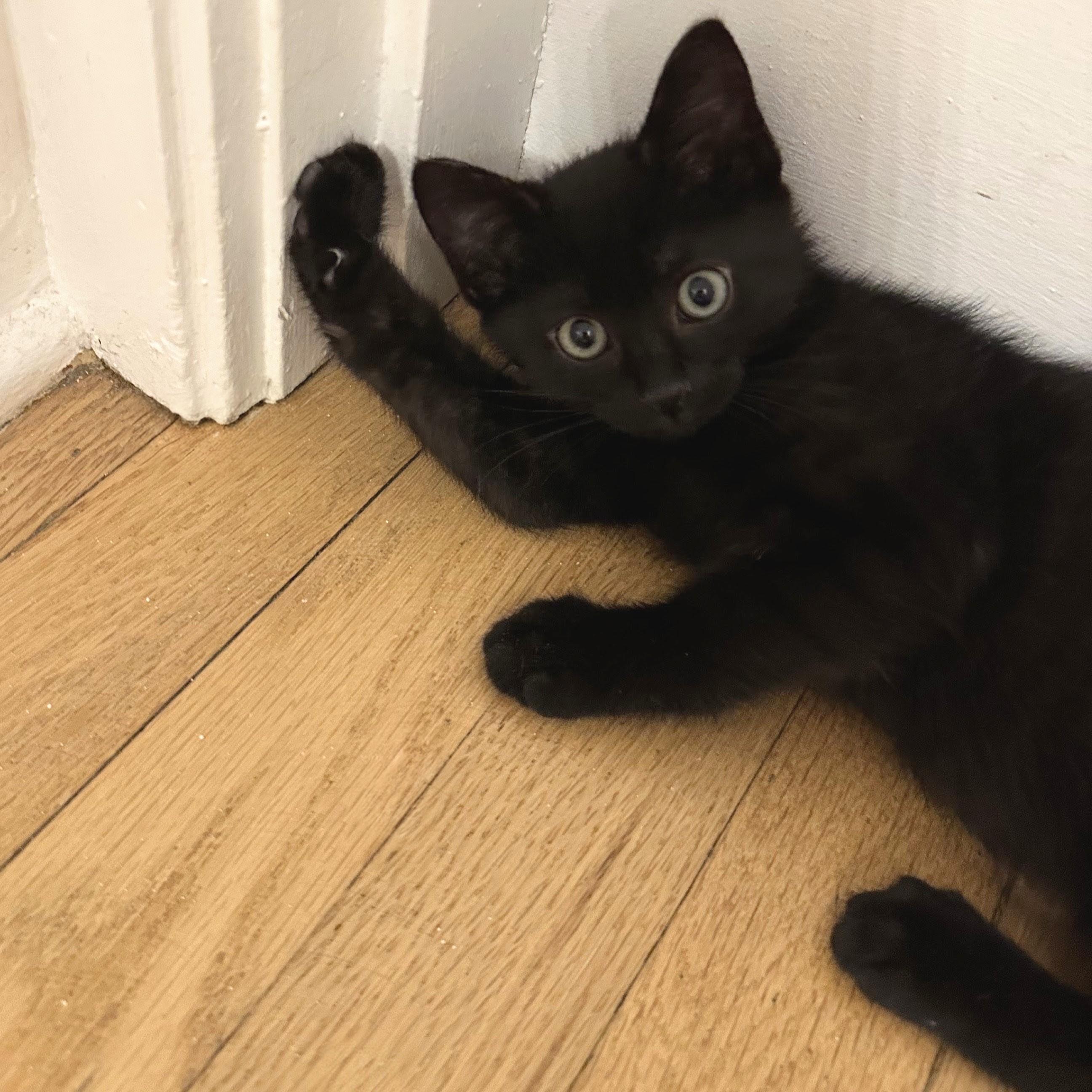 Enlarge Rose, a Adoptable Domestic Short Hair in Wilsonville, OR image 6/6