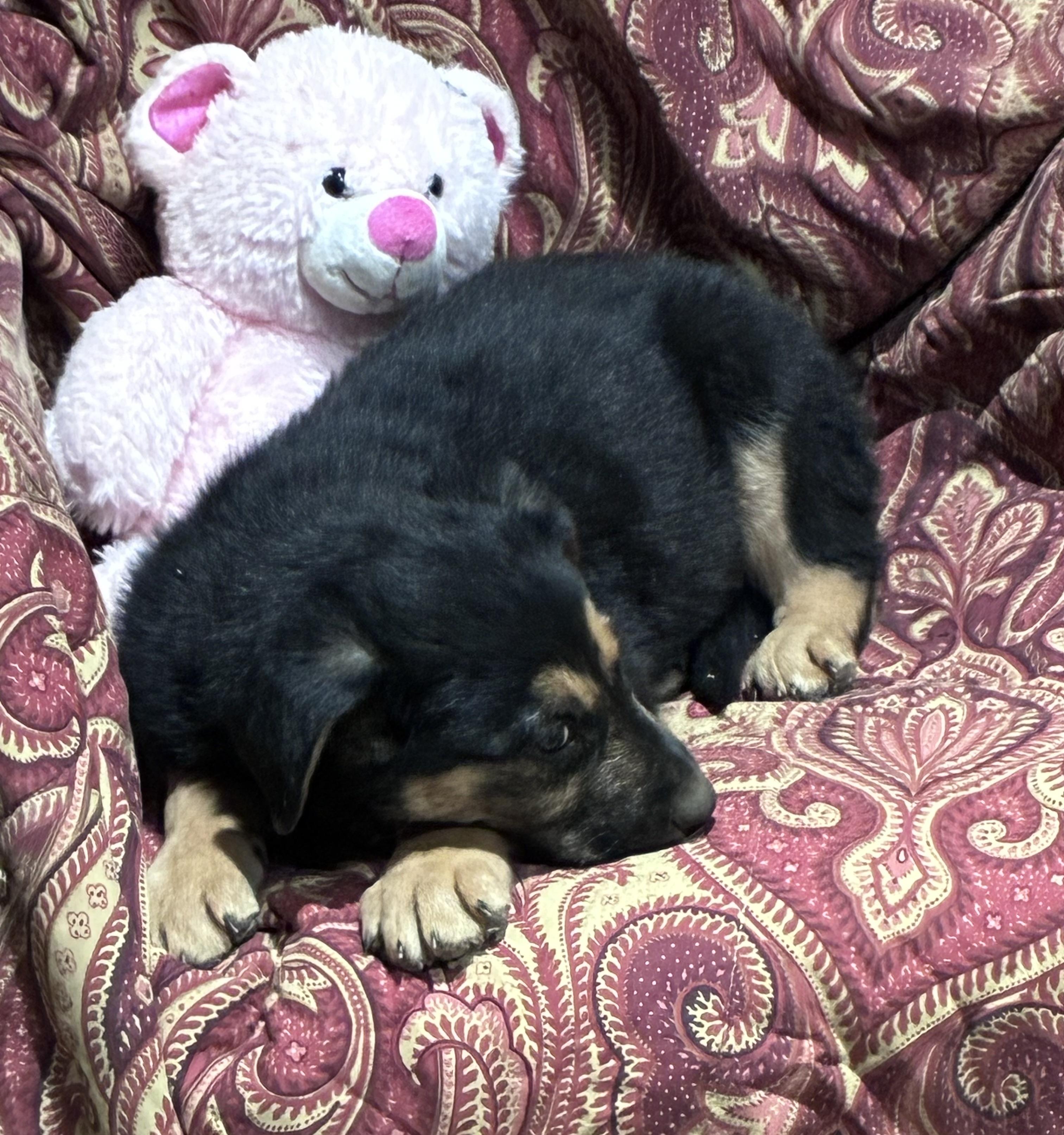 Enlarge Nestle, an adopted mixed breed in Lincoln University, PA image 3/4