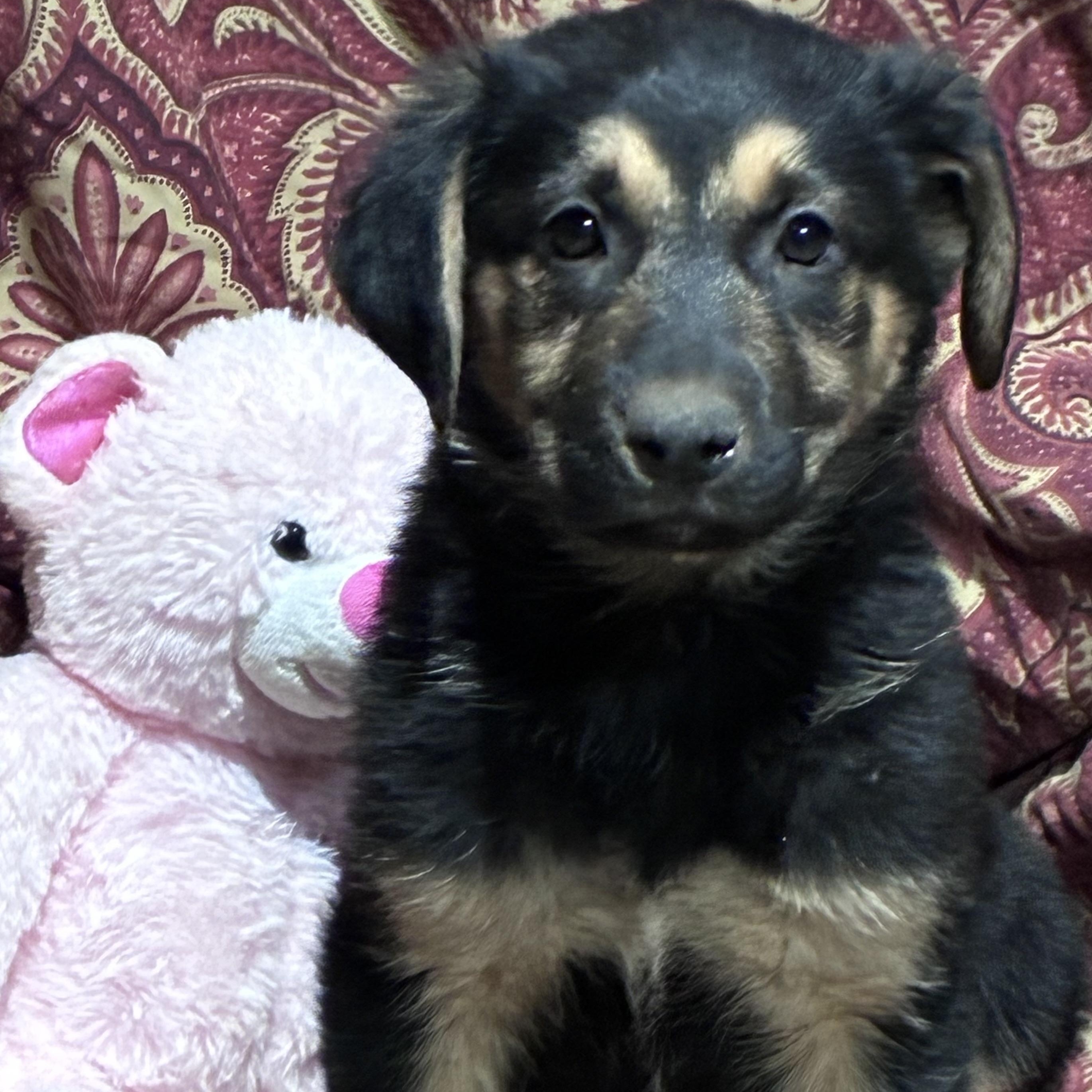 Nestle, adopted, Puppy Male German Shepherd Dog & Labrador Retriever.