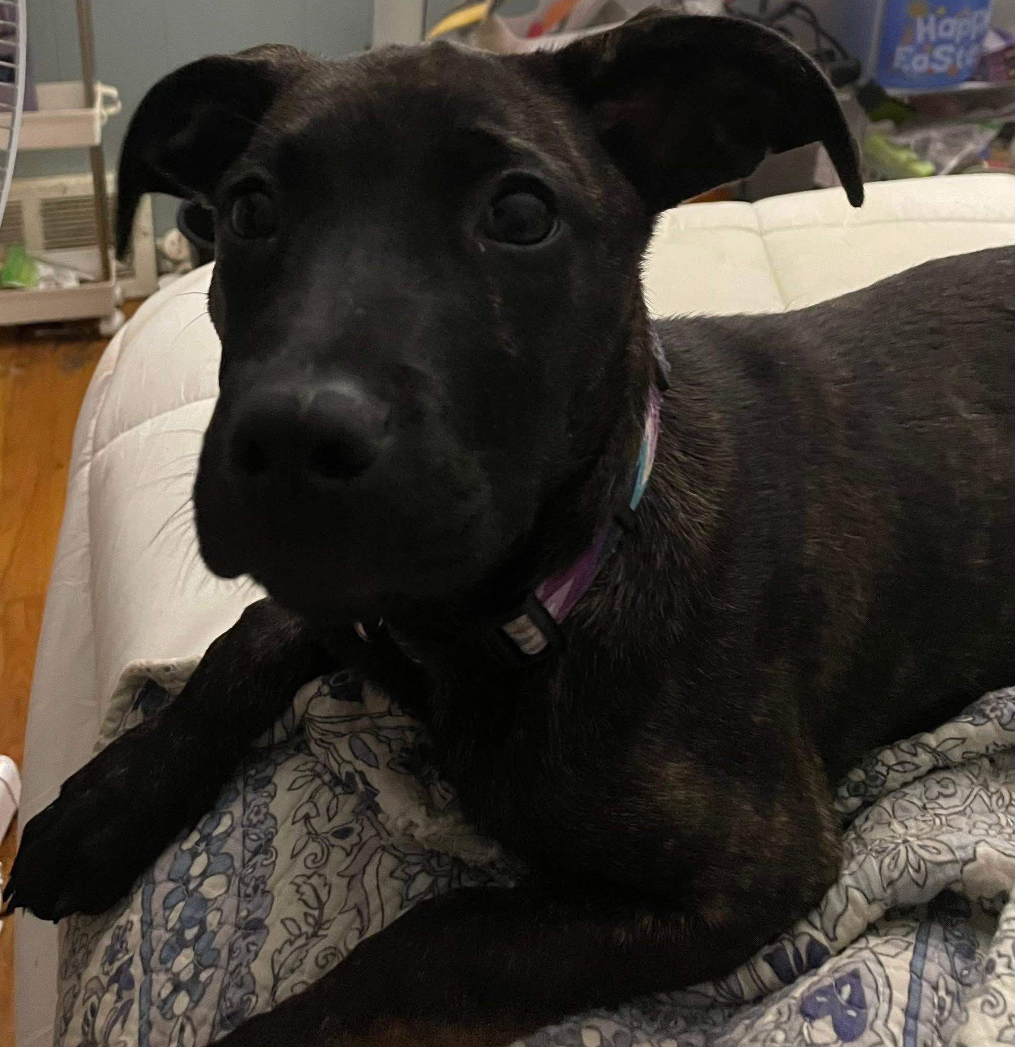 Piper, a Adoptable mixed breed in GLEN MILLS, PA image 5/5