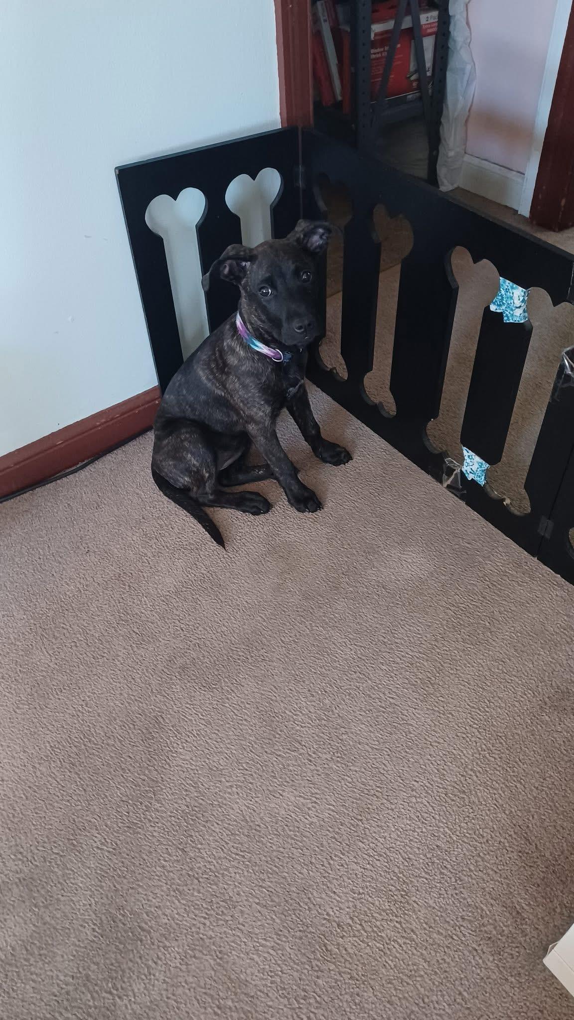 Piper, Adoptable, Puppy Female Boxer.