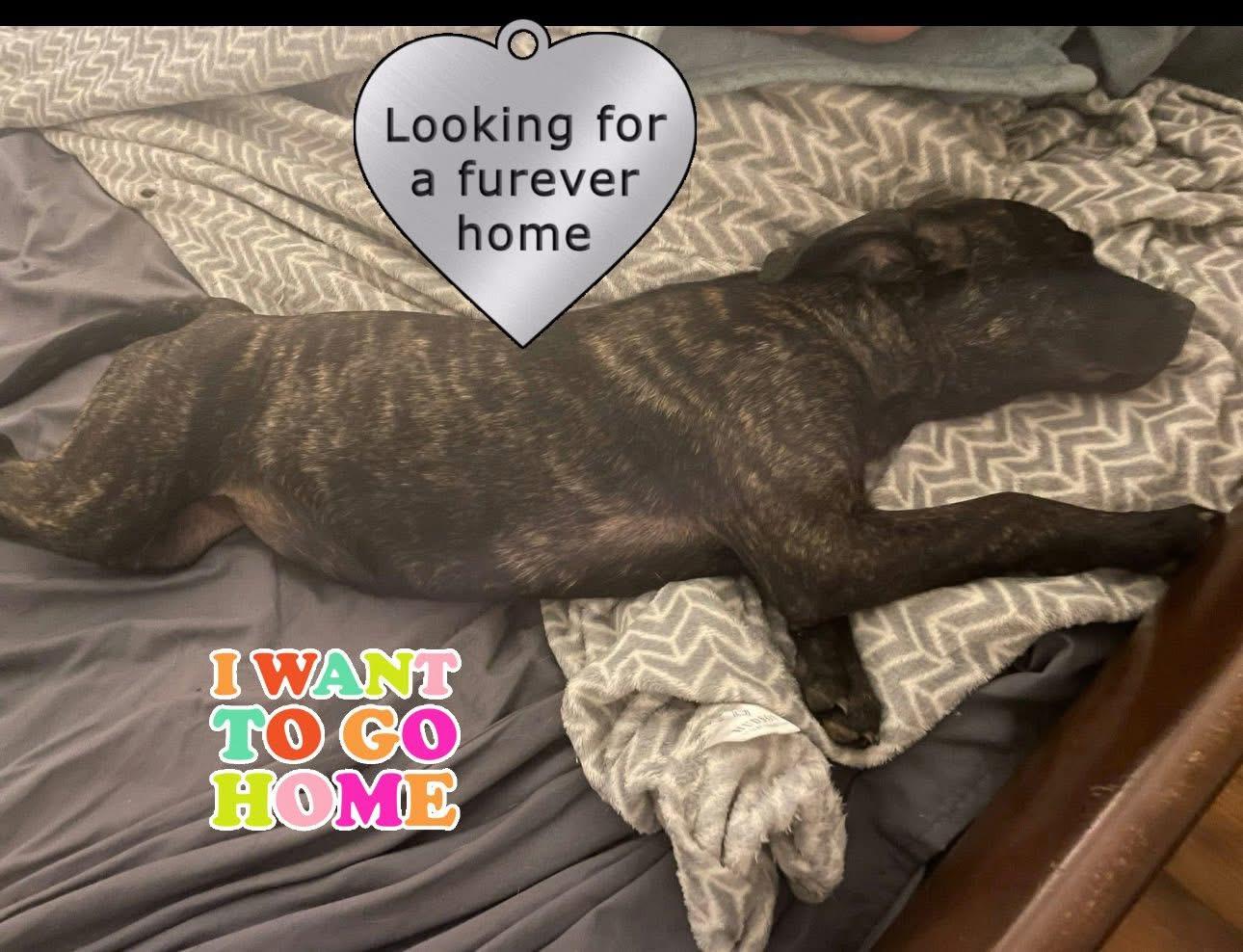 Piper, a Adoptable mixed breed in GLEN MILLS, PA image 3/5