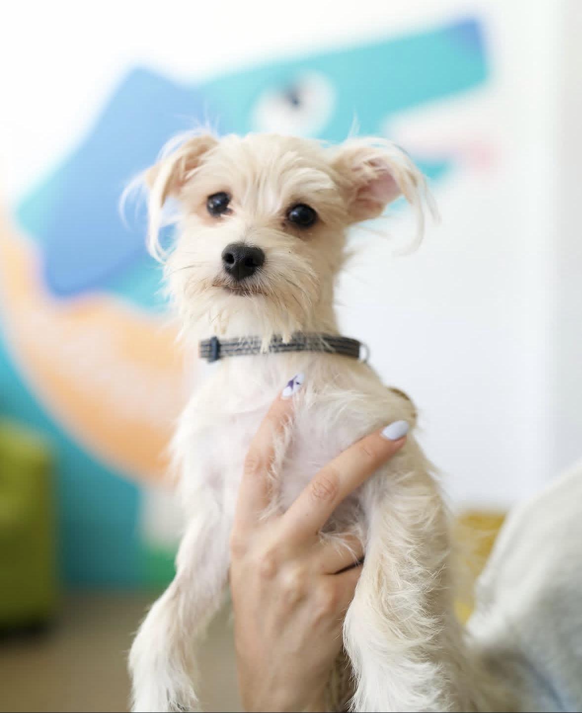 Enlarge Jutes, a Adopted mixed breed in Pasadena, CA image 5/5